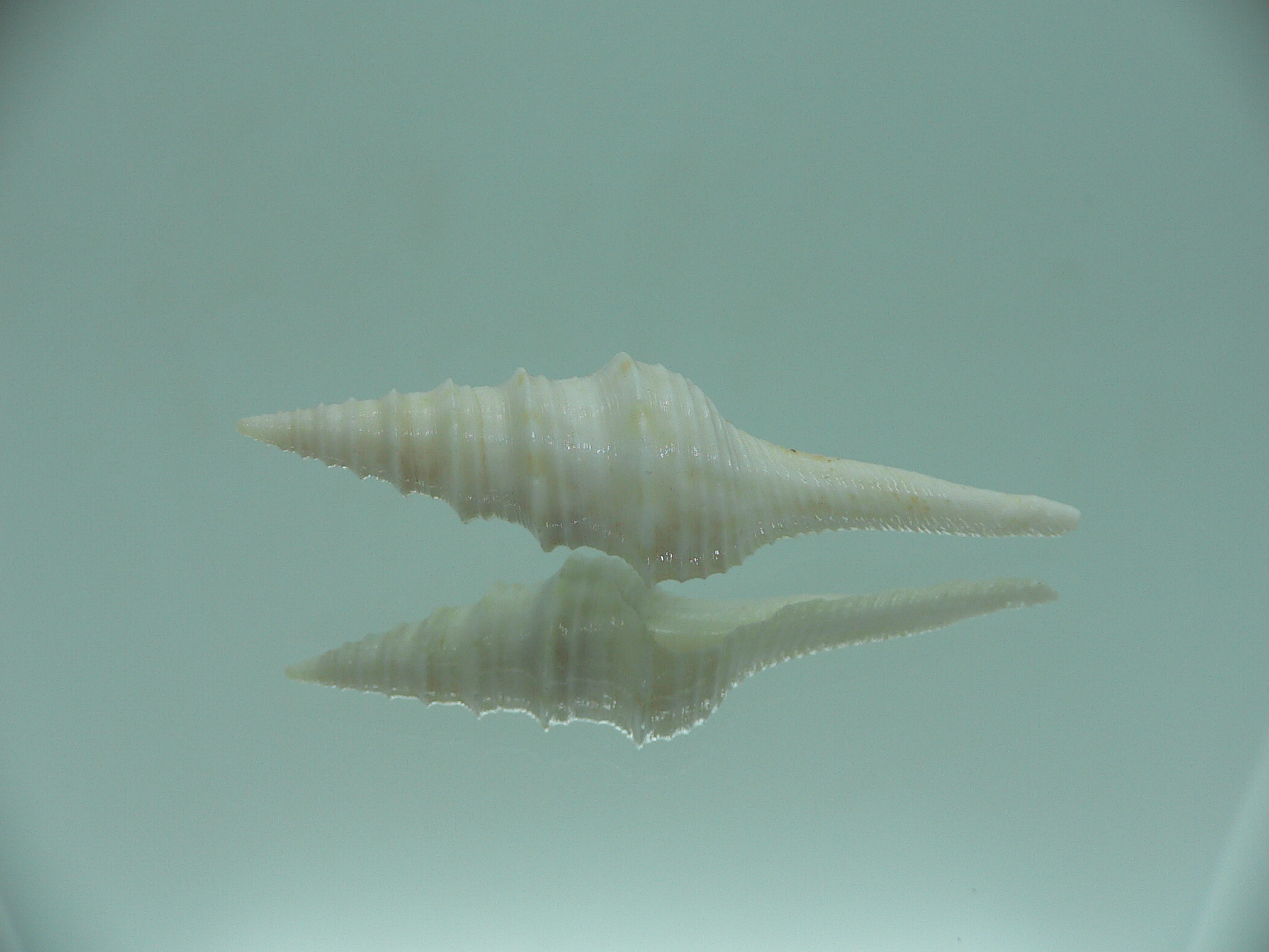 Gemmula cosmoi WHITE