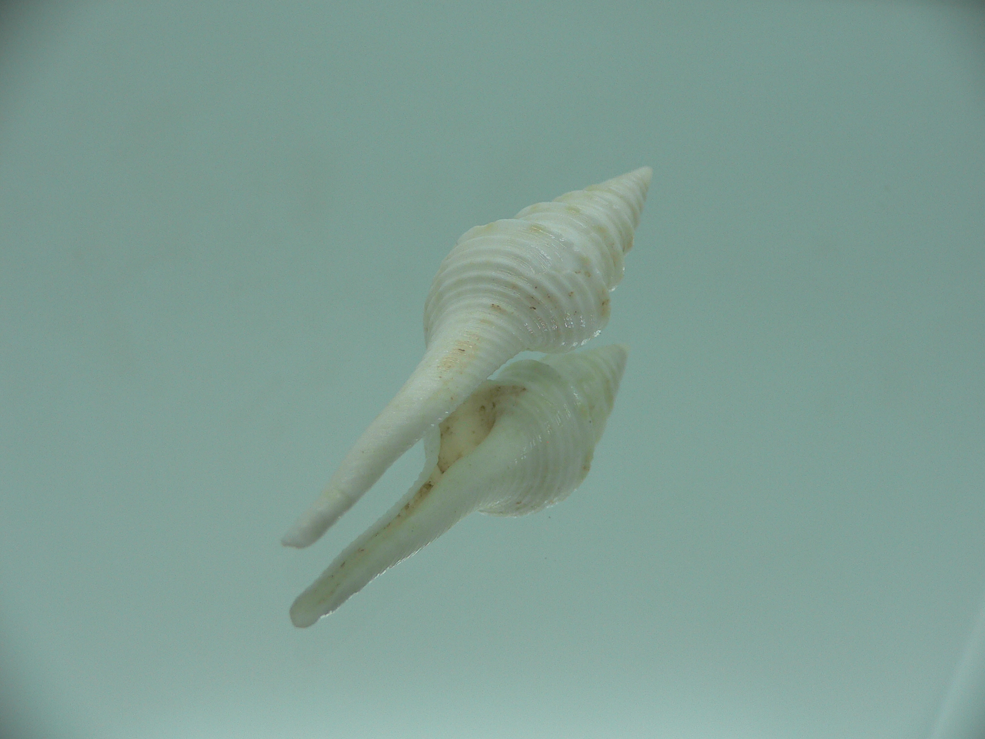 Gemmula cosmoi WHITE