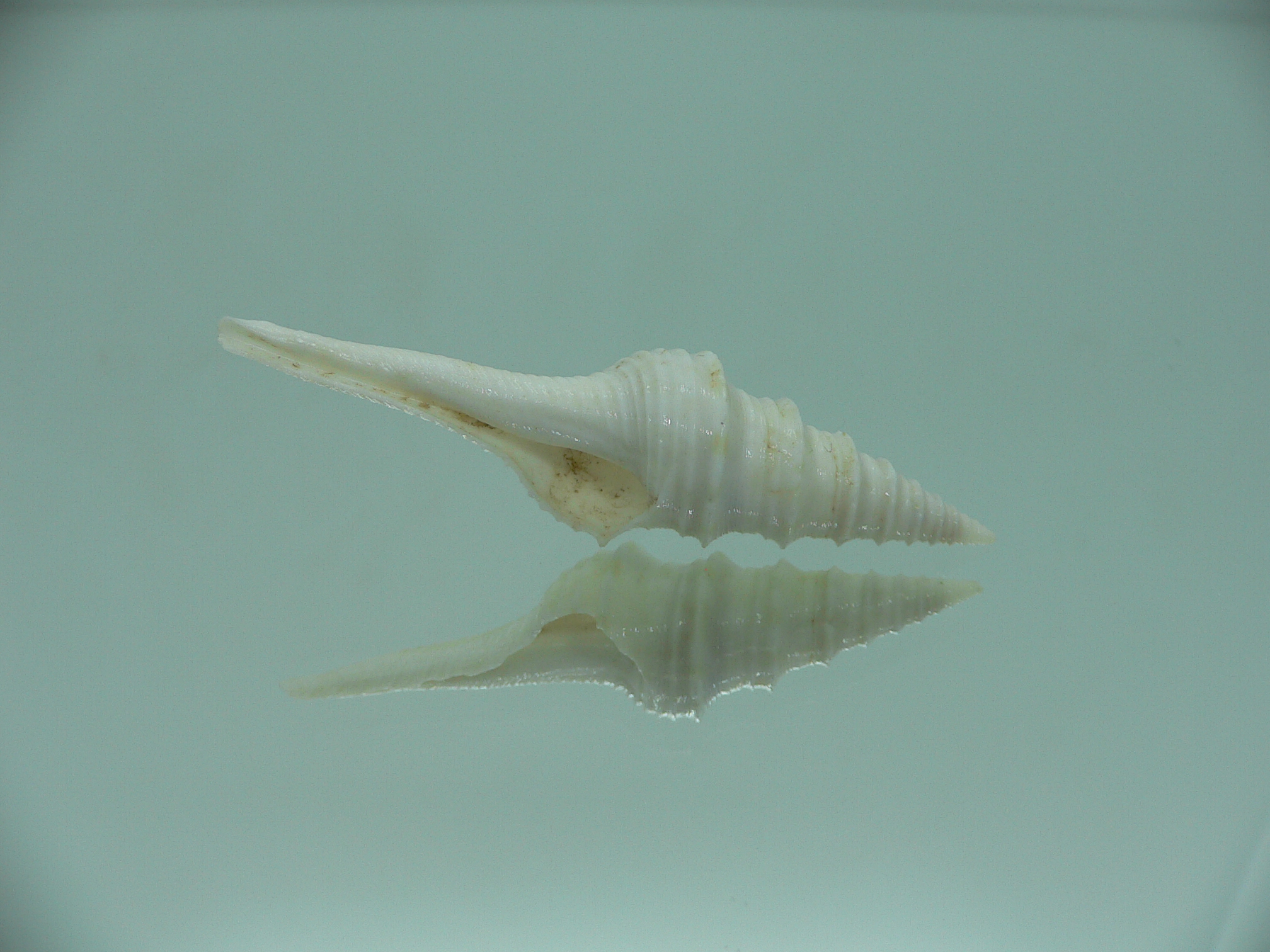 Gemmula cosmoi WHITE