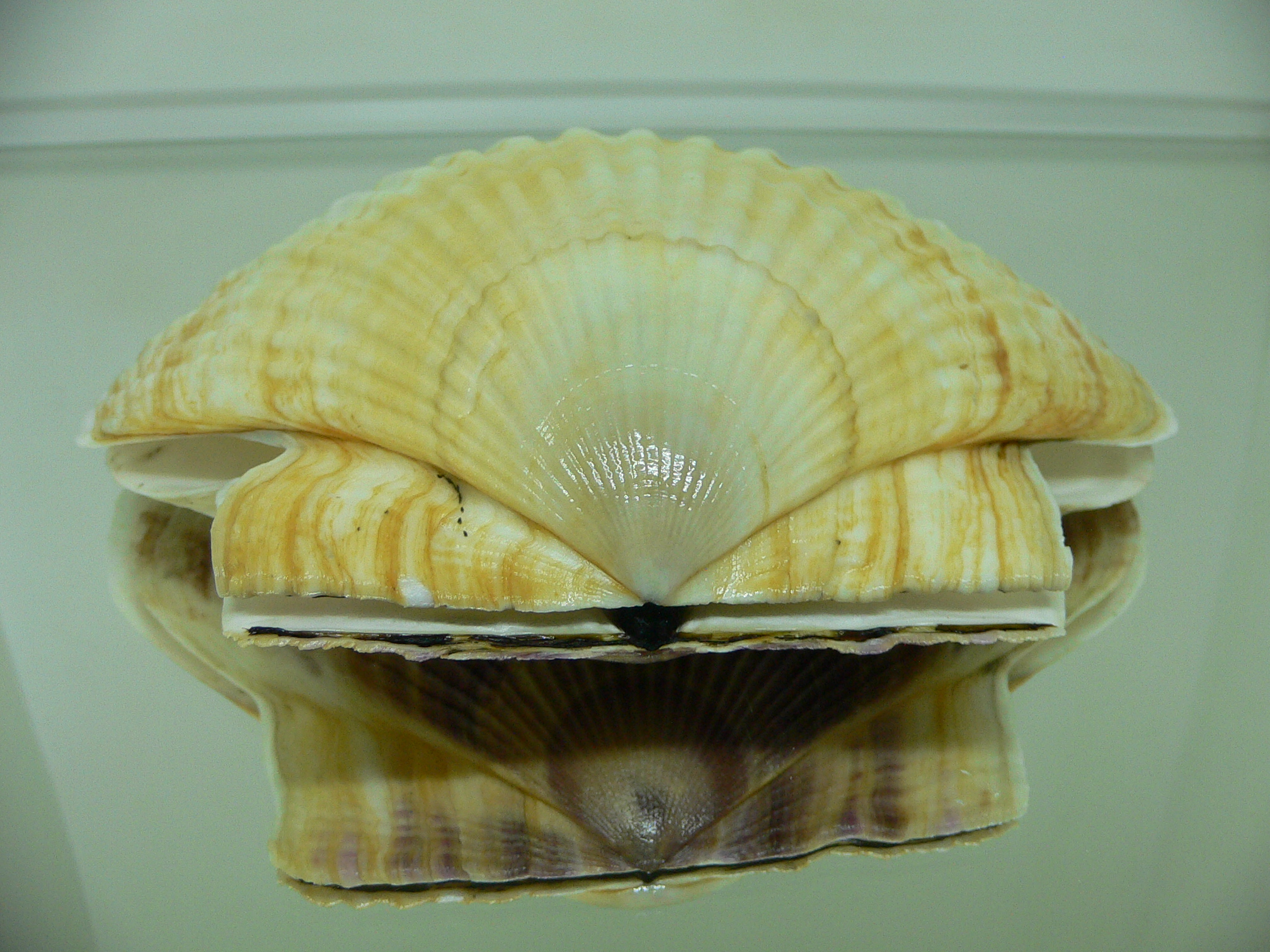 Patinopecten yessoensis WIDE