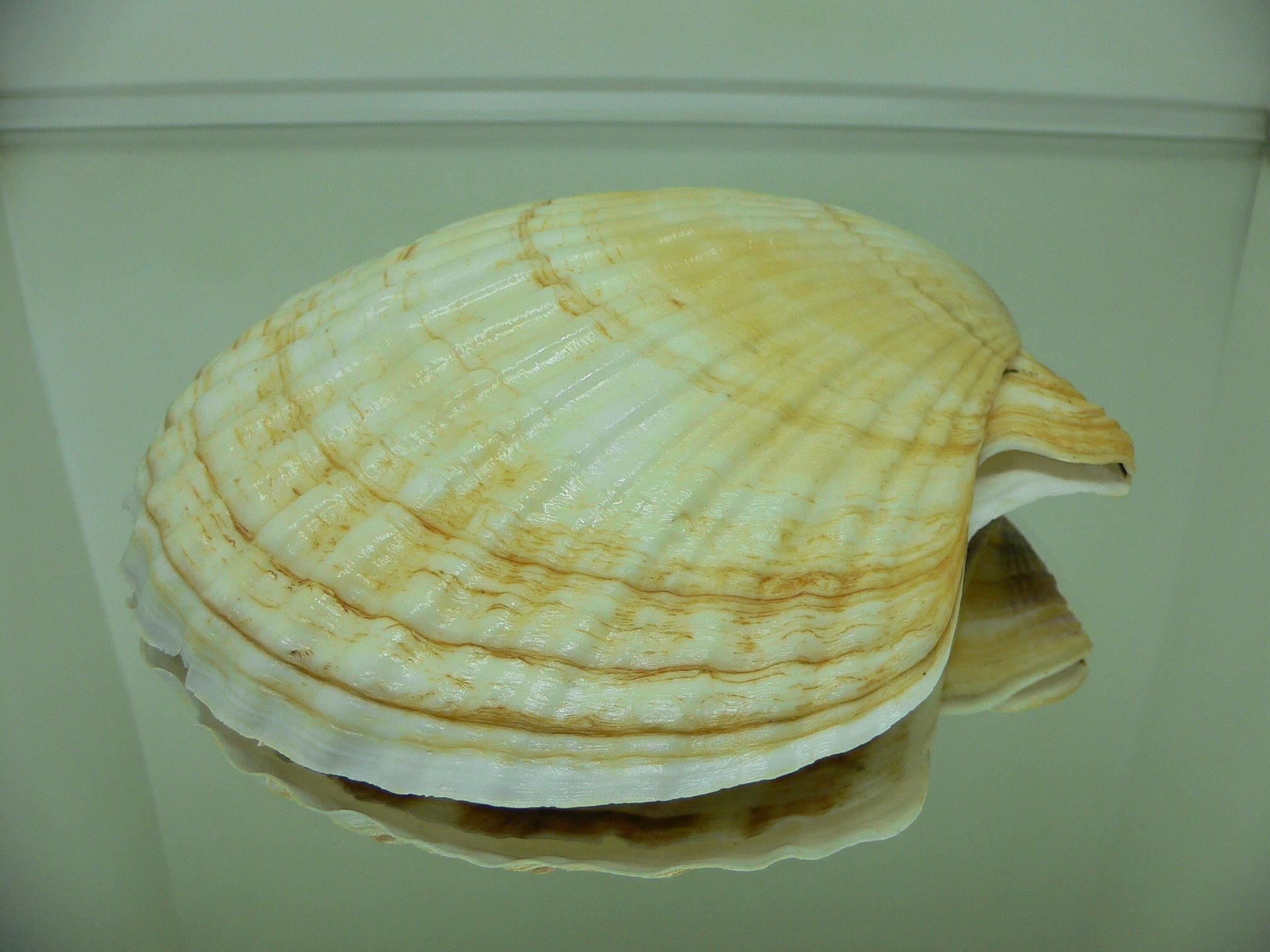 Patinopecten yessoensis WIDE