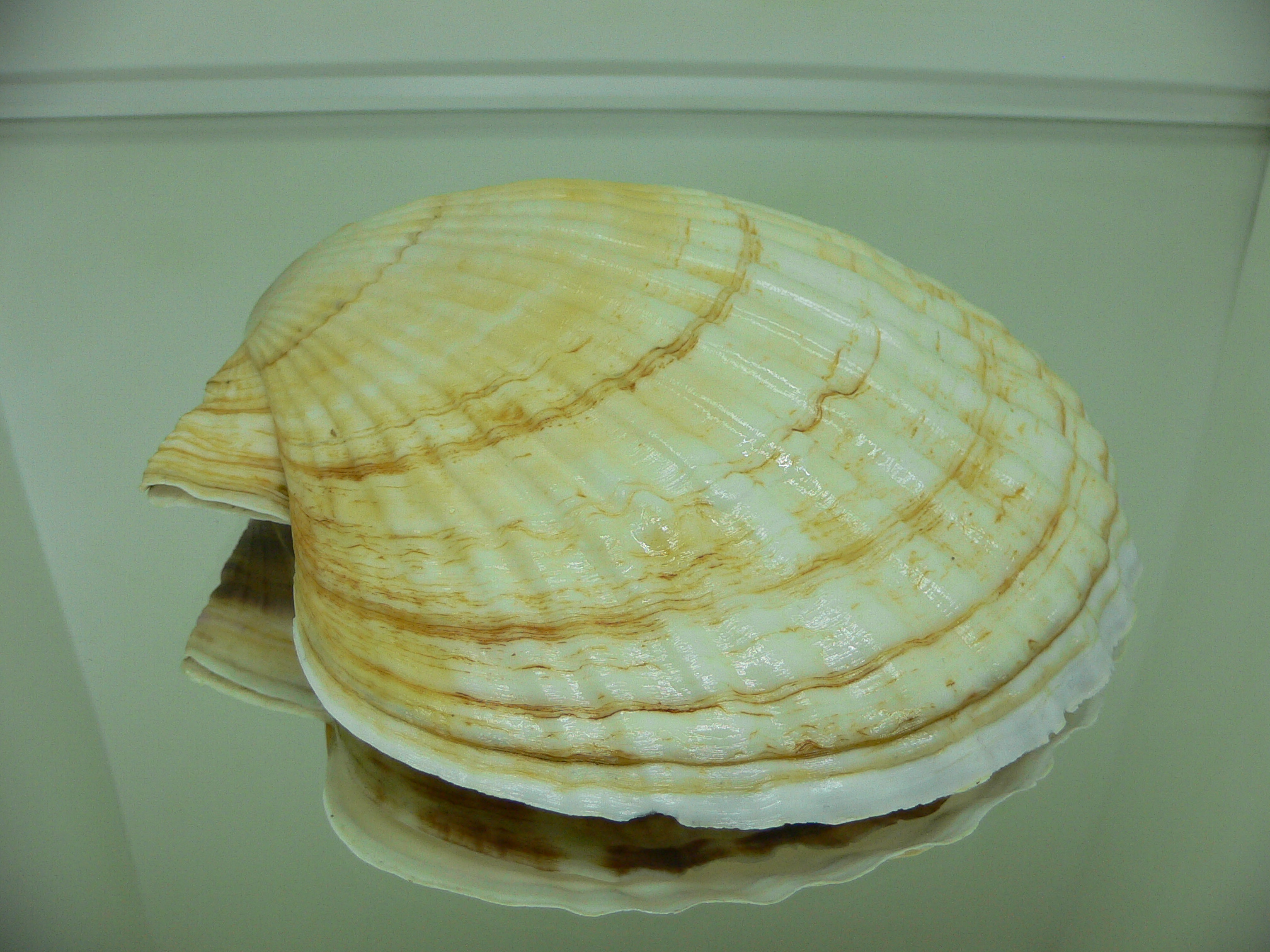 Patinopecten yessoensis WIDE