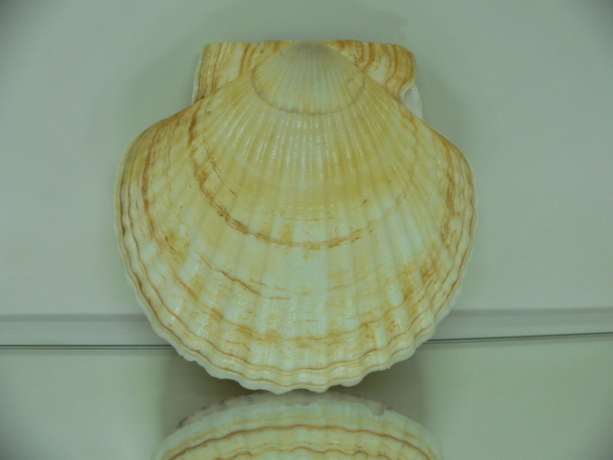 Patinopecten yessoensis WIDE