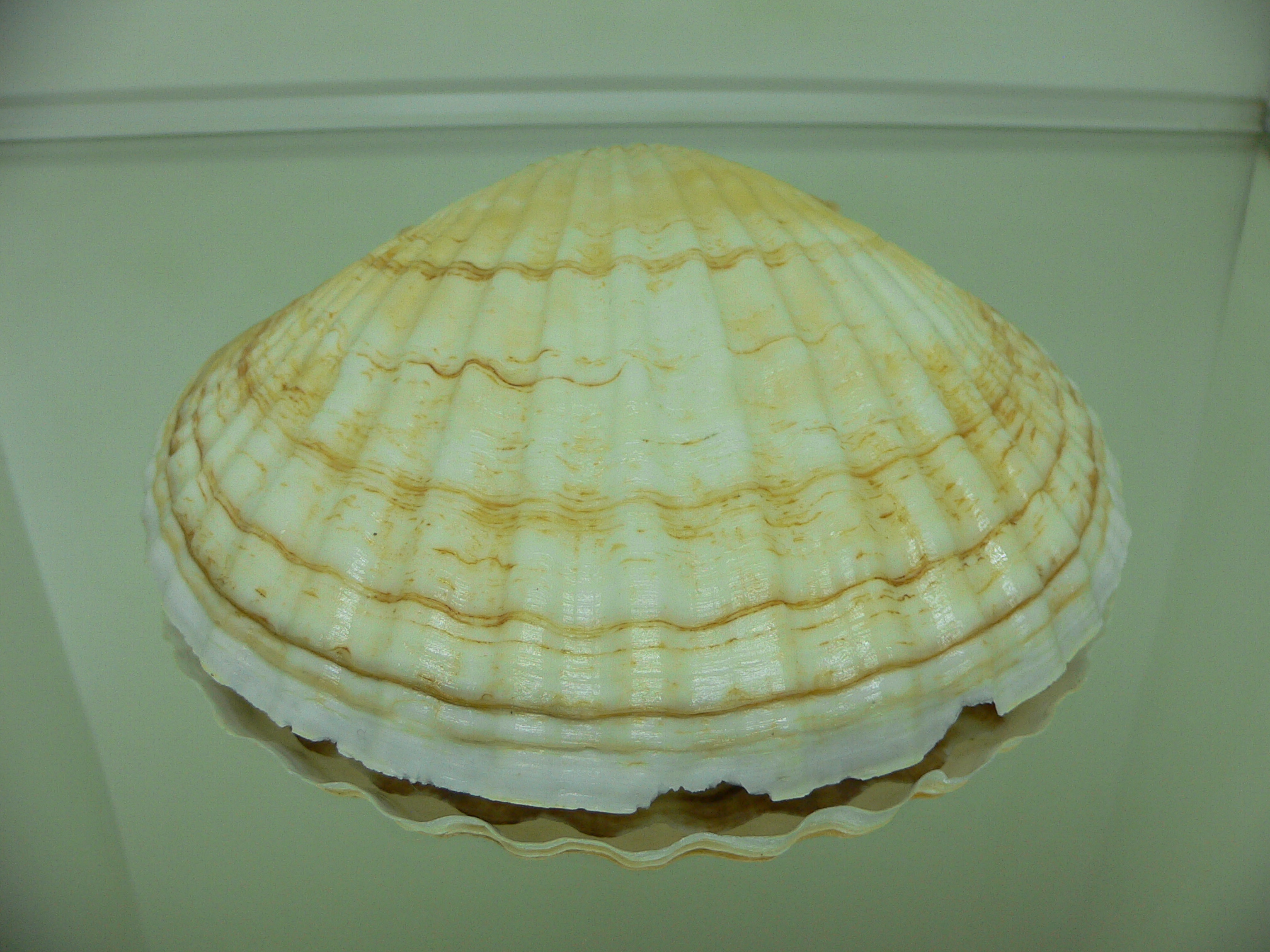 Patinopecten yessoensis WIDE