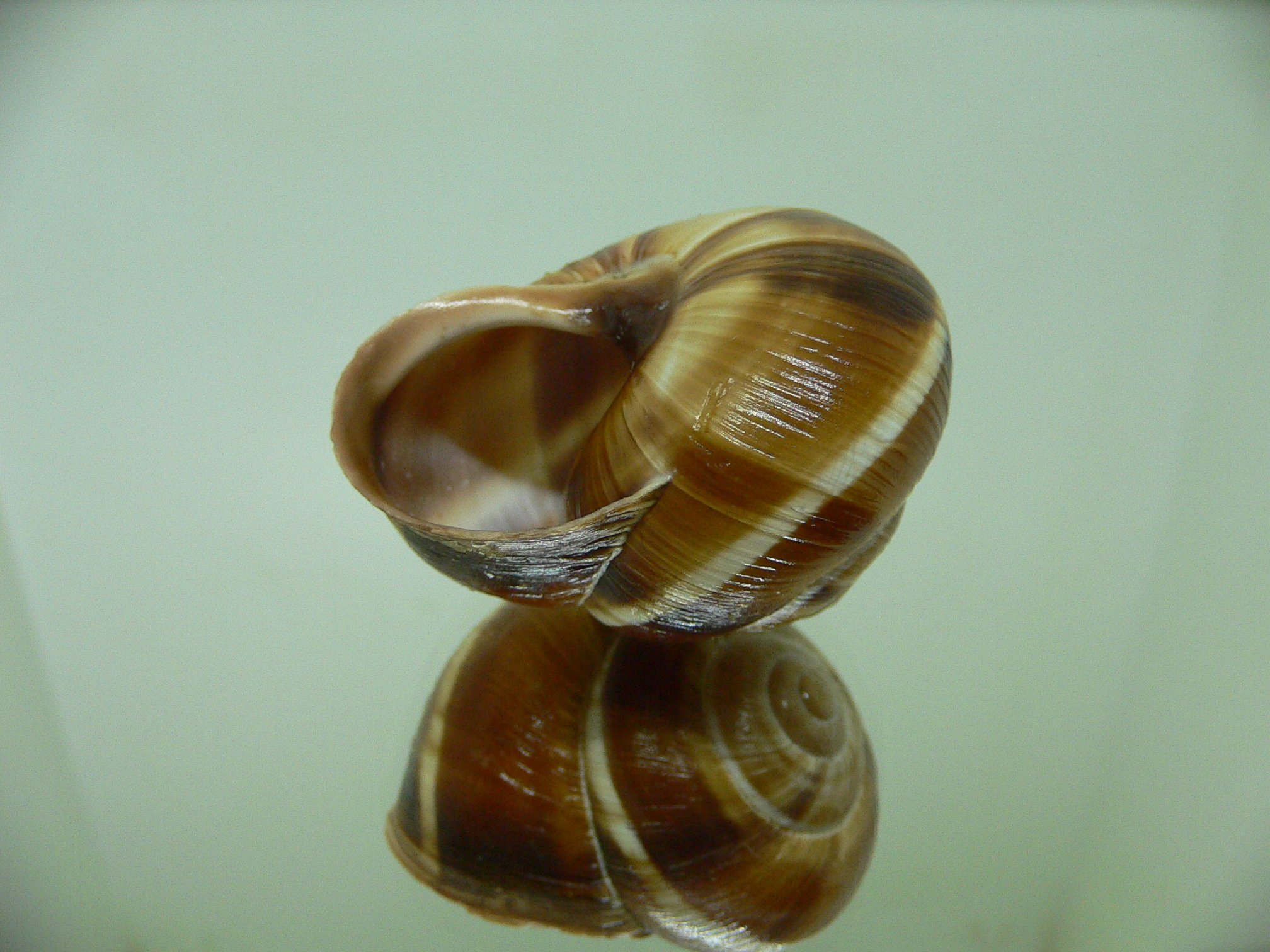 Helix lucorum 8