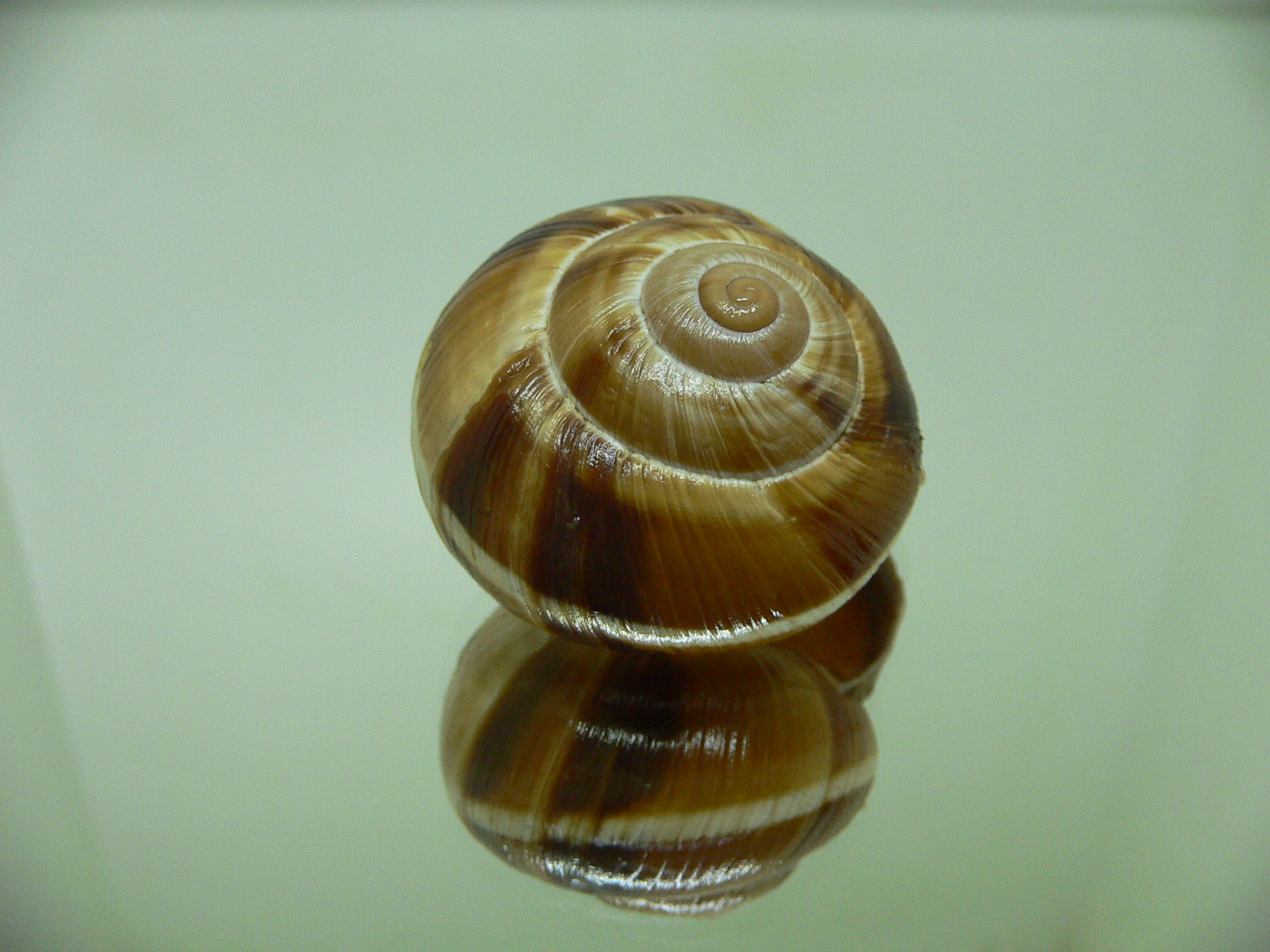 Helix lucorum 8