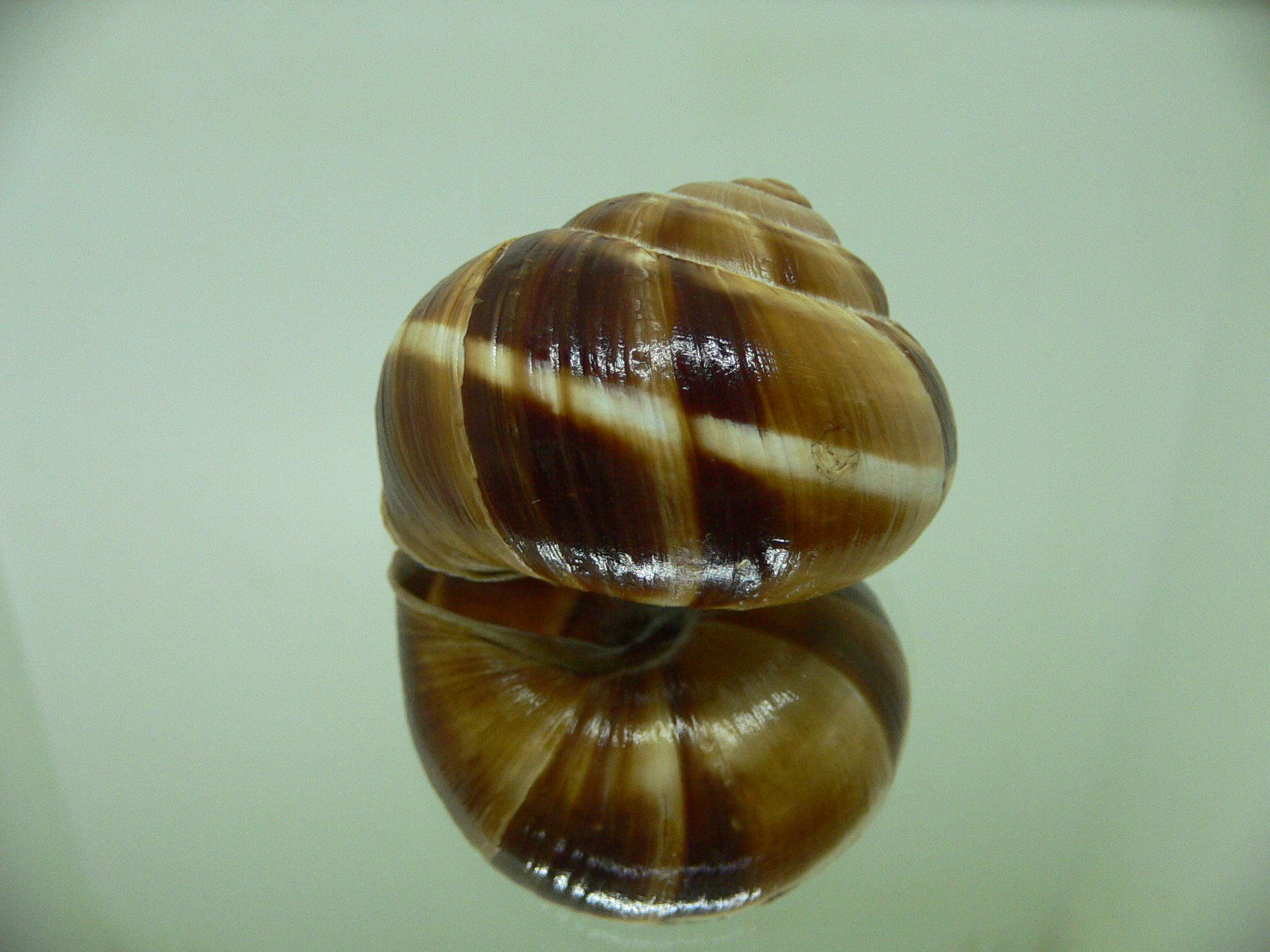 Helix lucorum 8