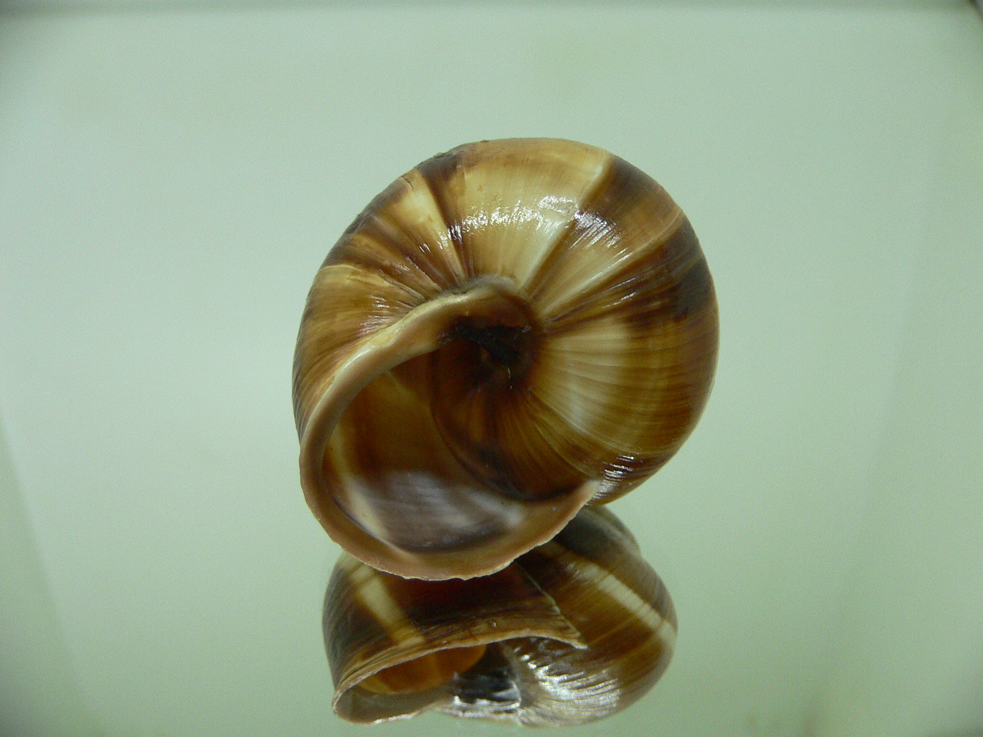 Helix lucorum 8