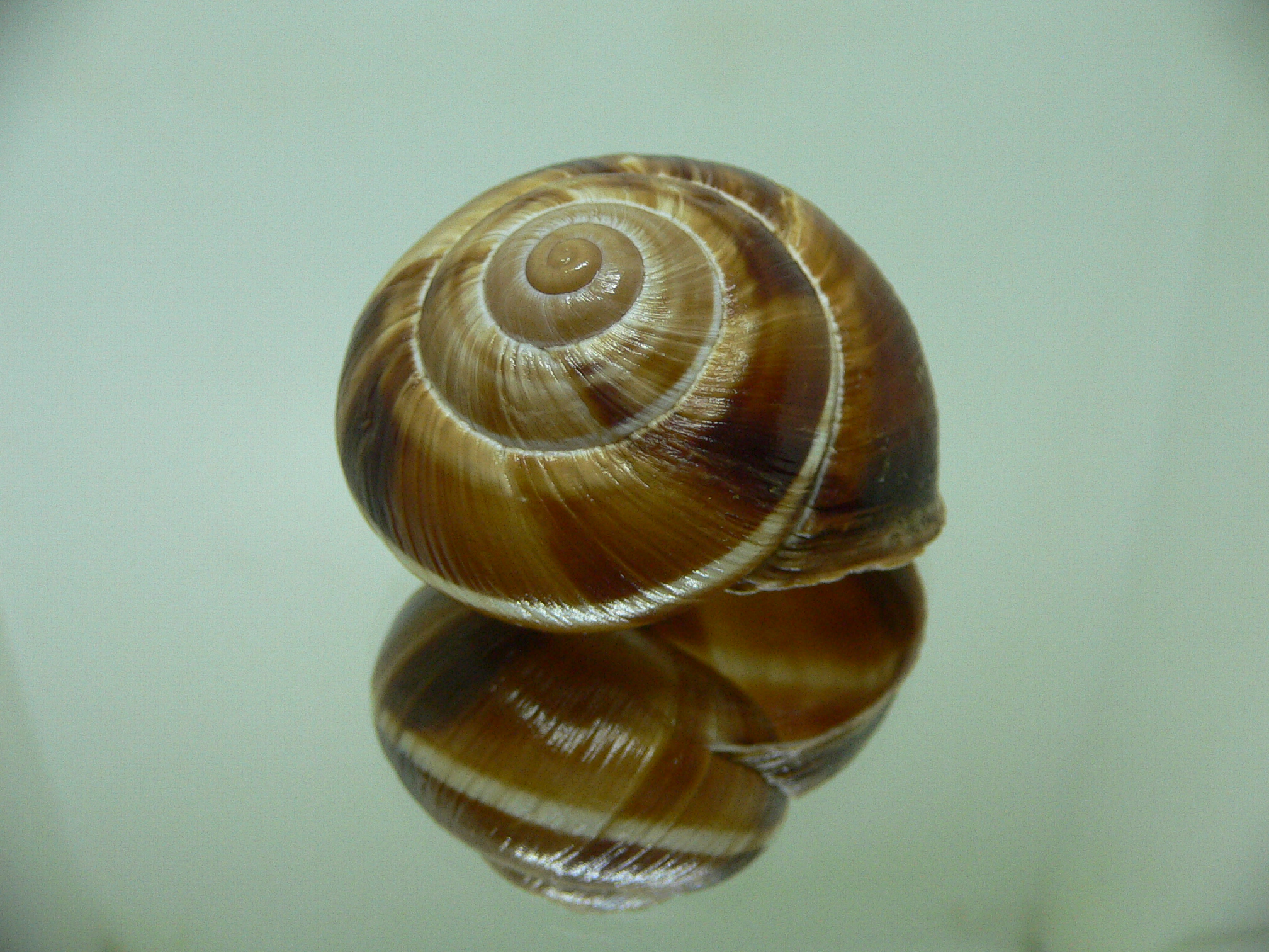 Helix lucorum 8