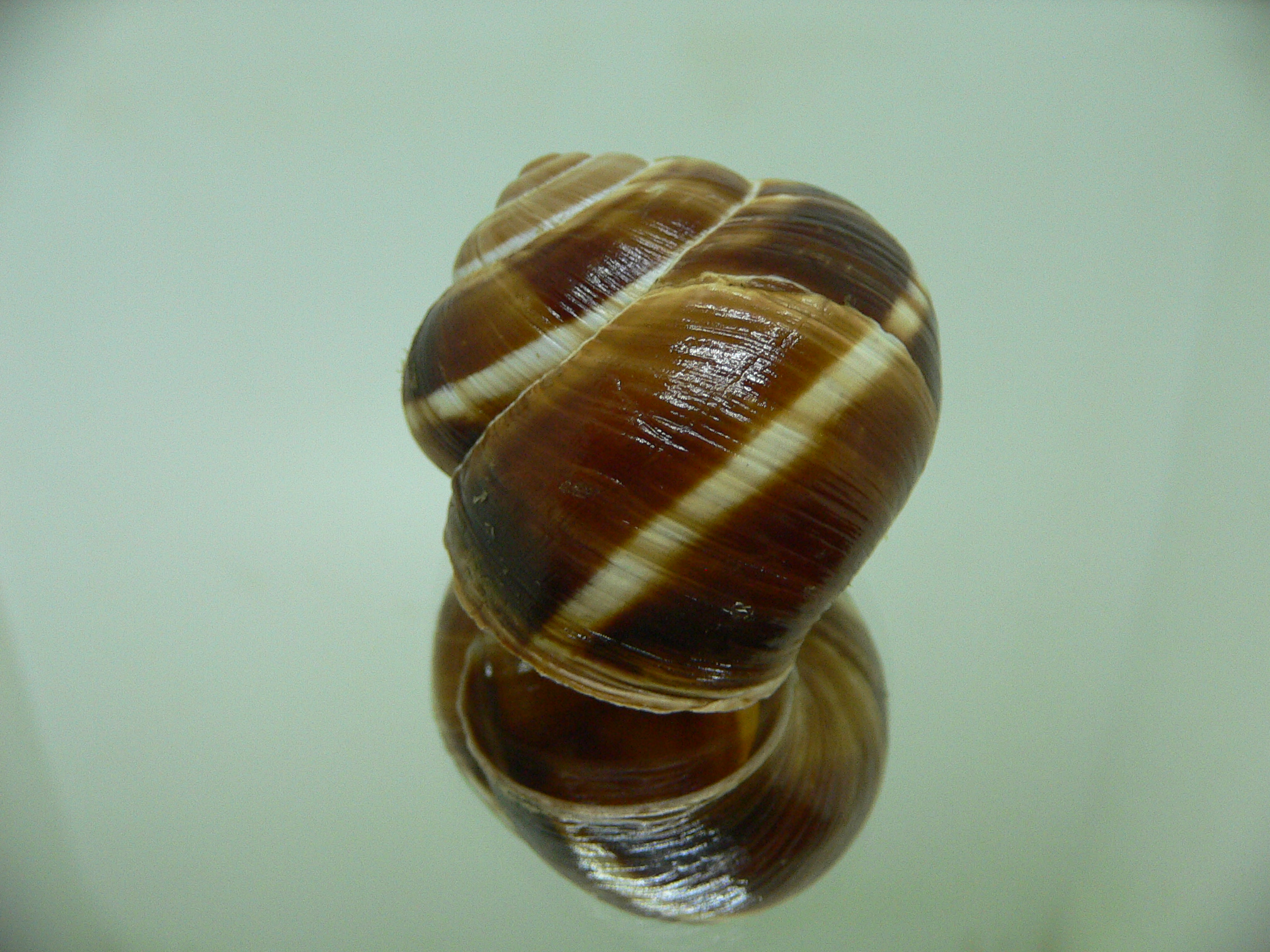 Helix lucorum 8