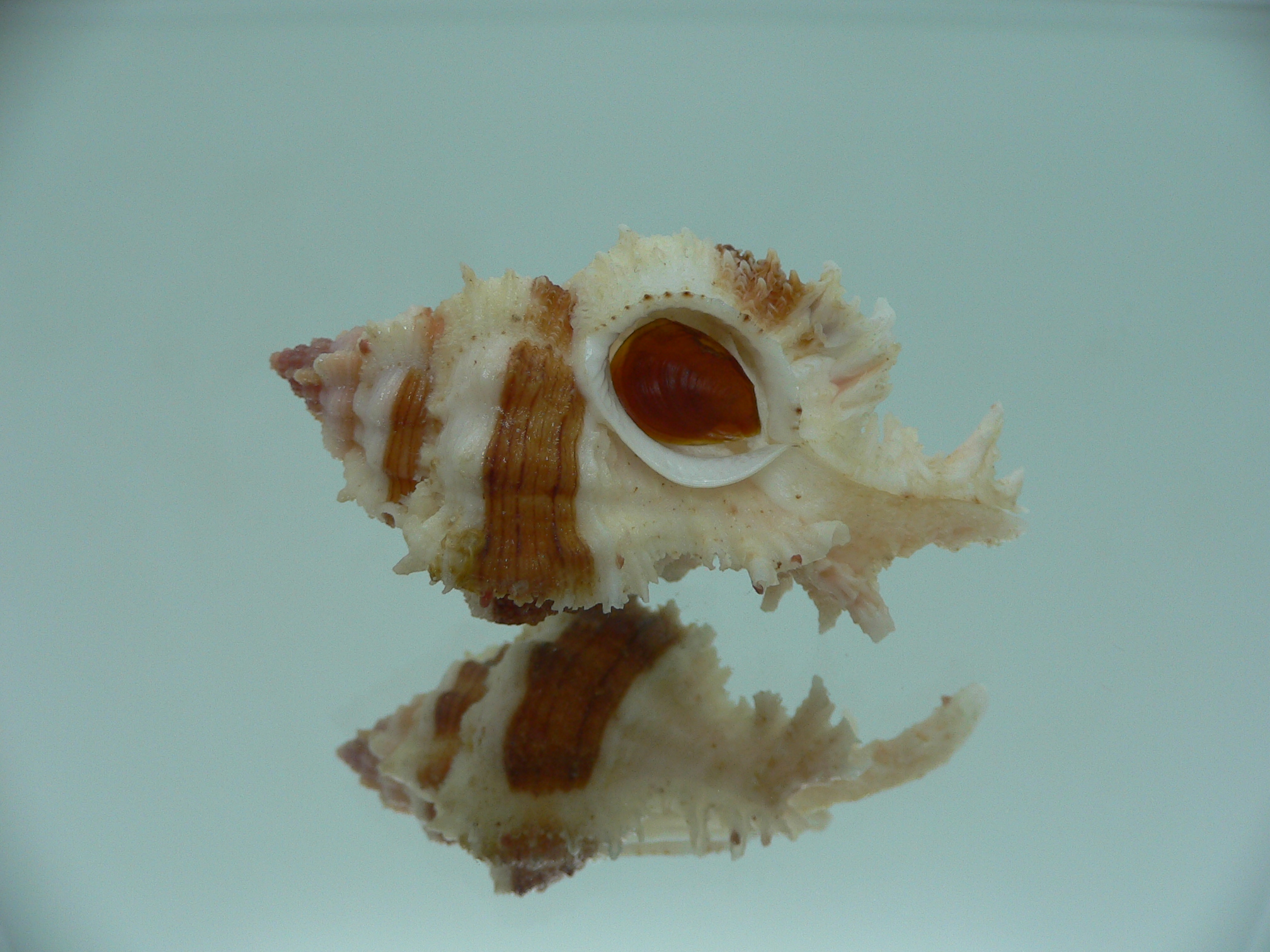 Chicomurex gloriosus BROWN STRIPED