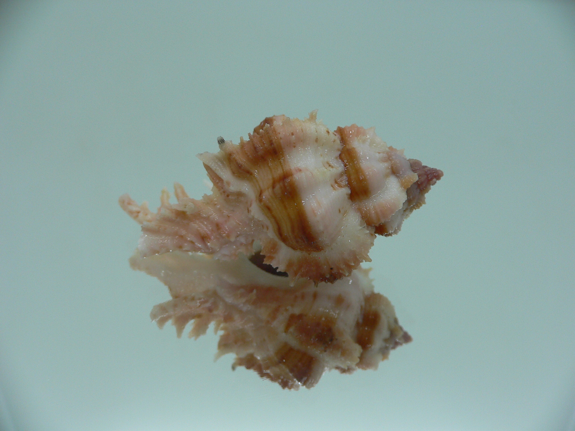 Chicomurex gloriosus BROWN STRIPED