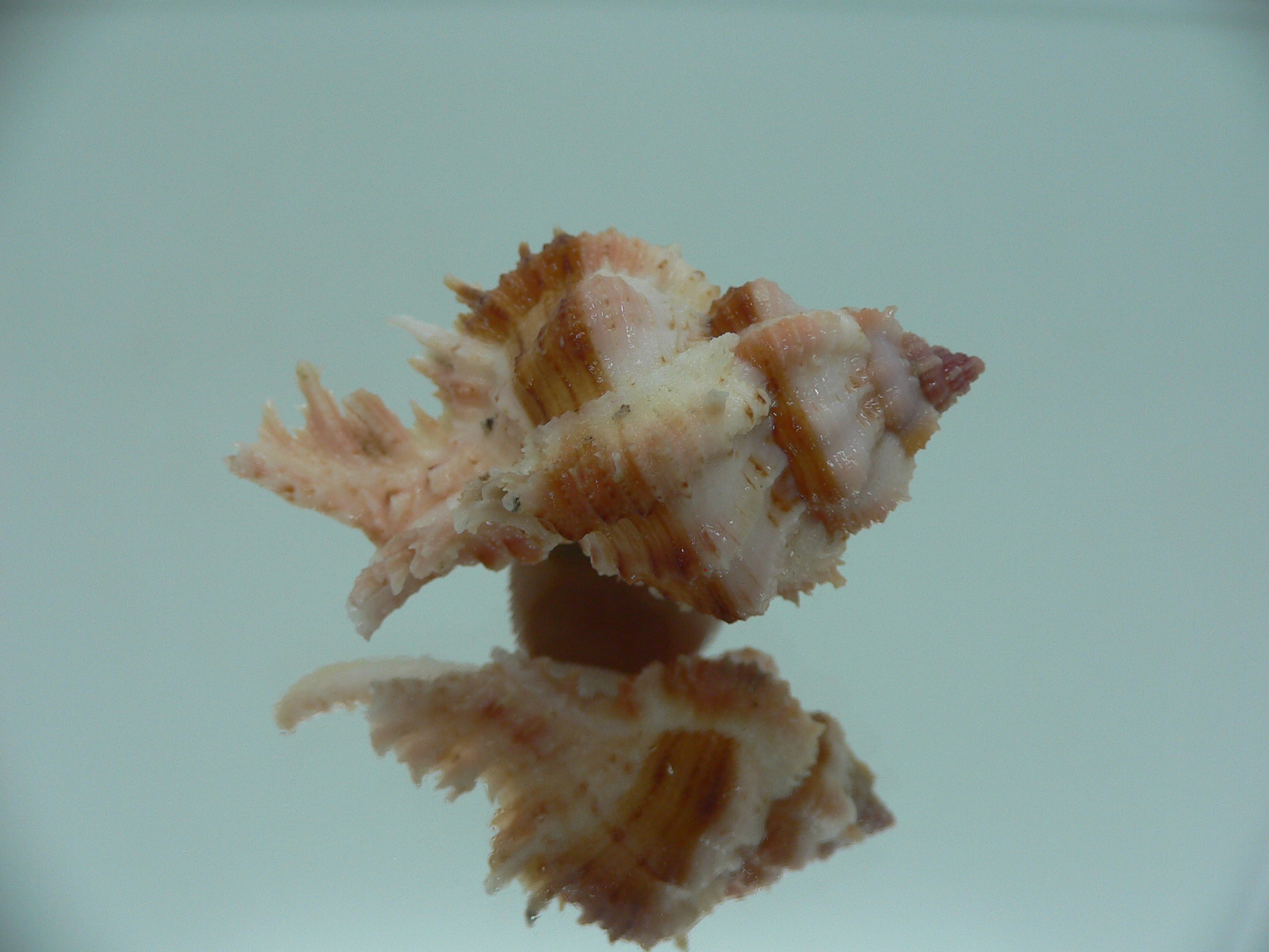 Chicomurex gloriosus BROWN STRIPED