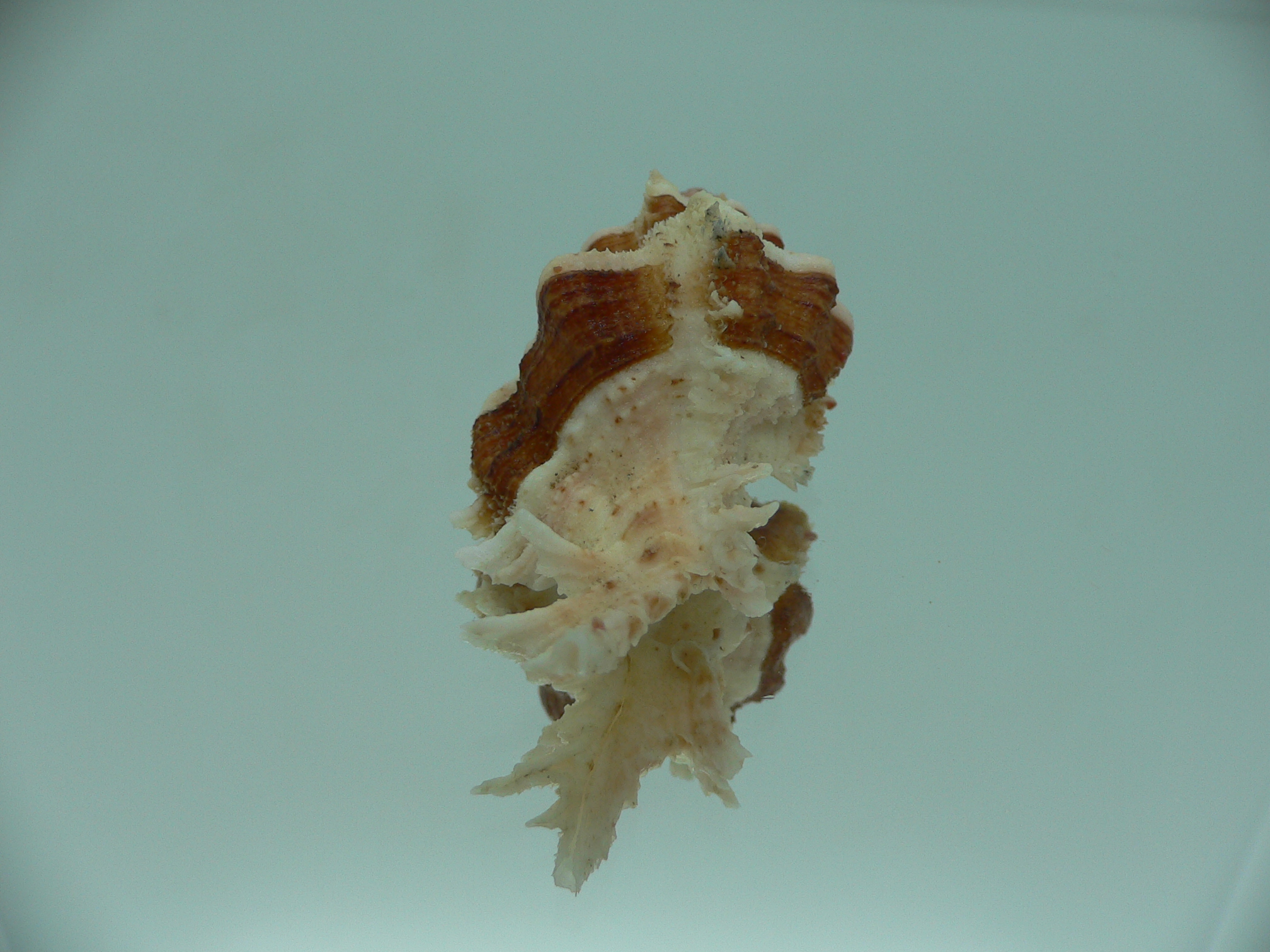 Chicomurex gloriosus BROWN STRIPED