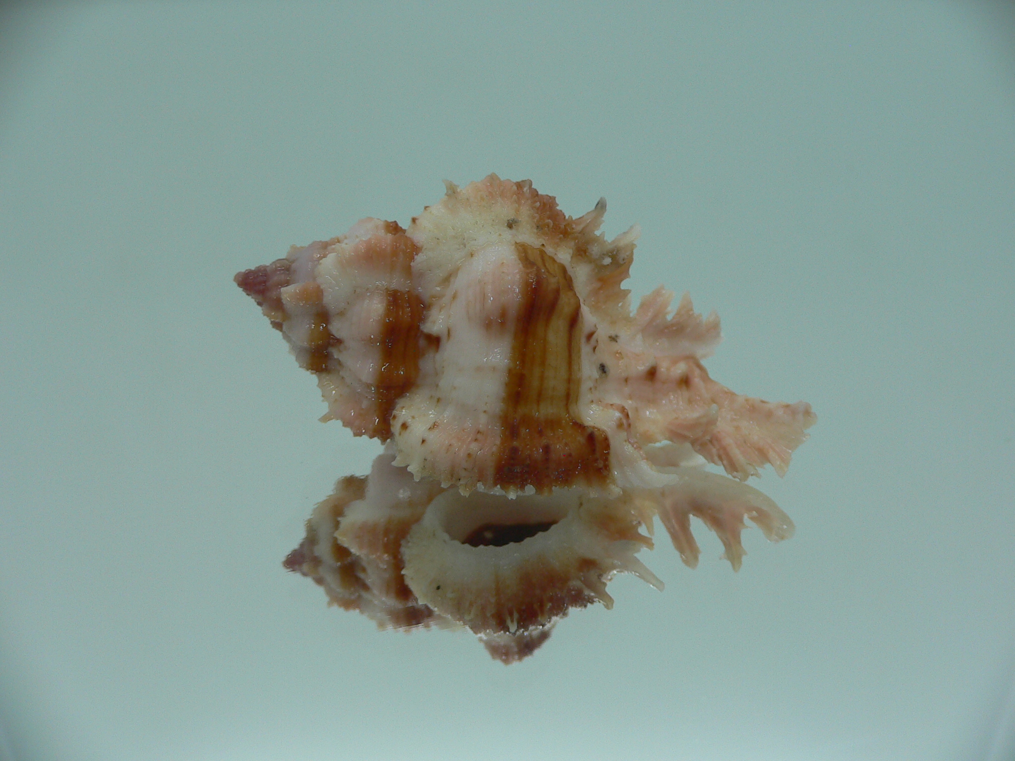 Chicomurex gloriosus BROWN STRIPED