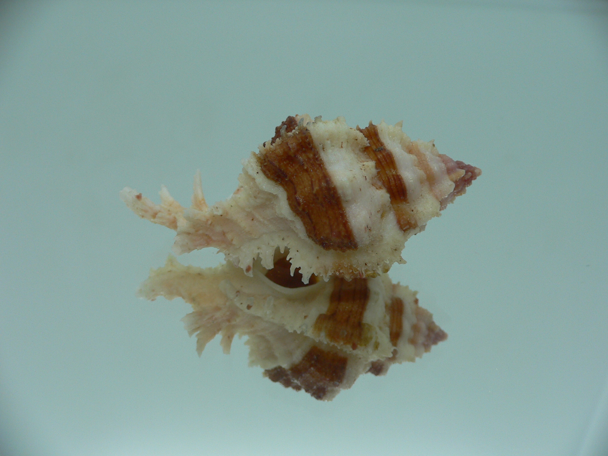 Chicomurex gloriosus BROWN STRIPED