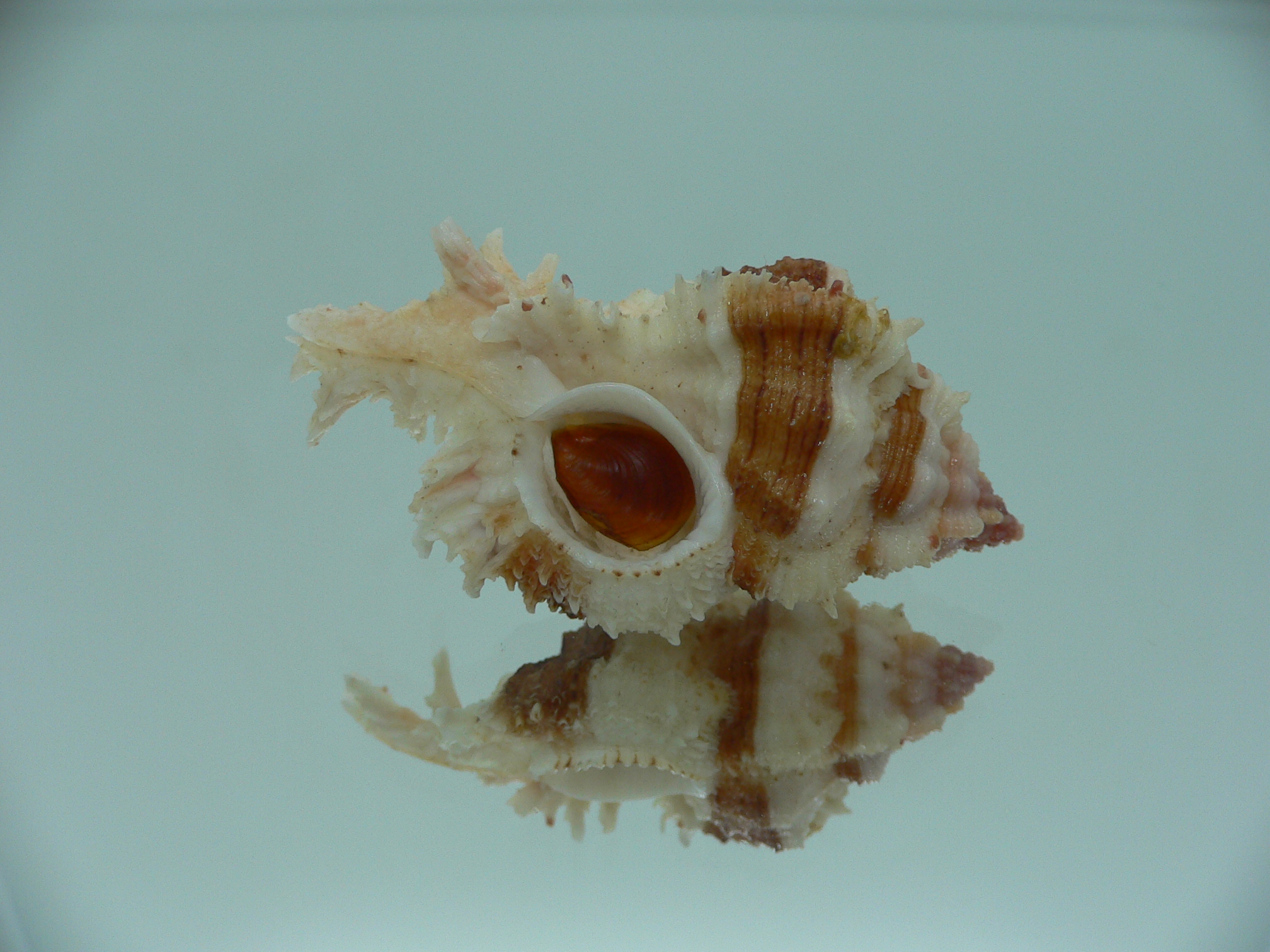 Chicomurex gloriosus BROWN STRIPED