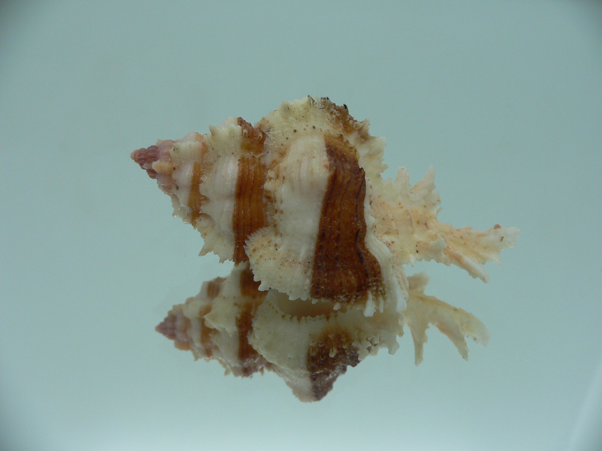 Chicomurex gloriosus BROWN STRIPED