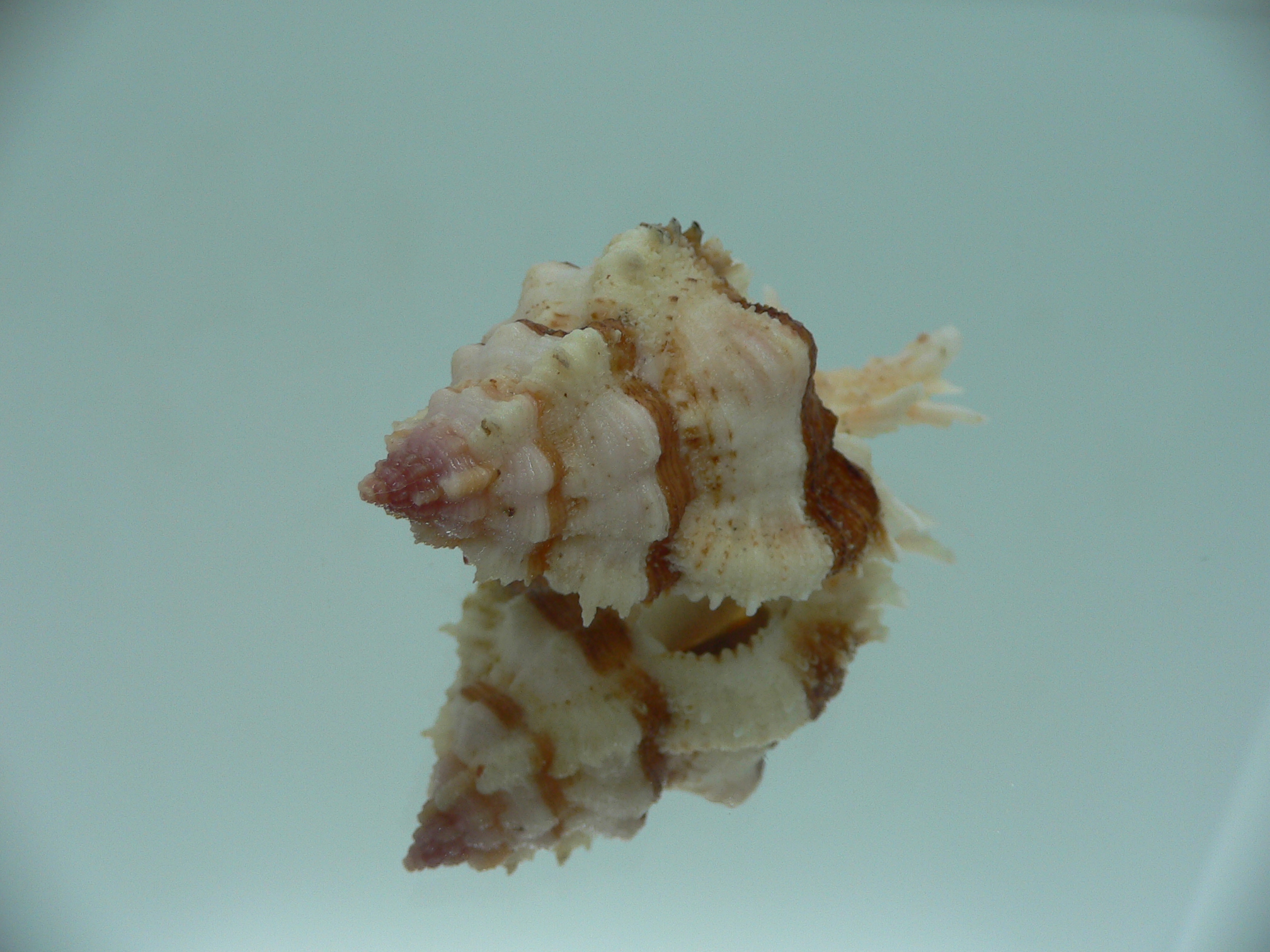 Chicomurex gloriosus BROWN STRIPED