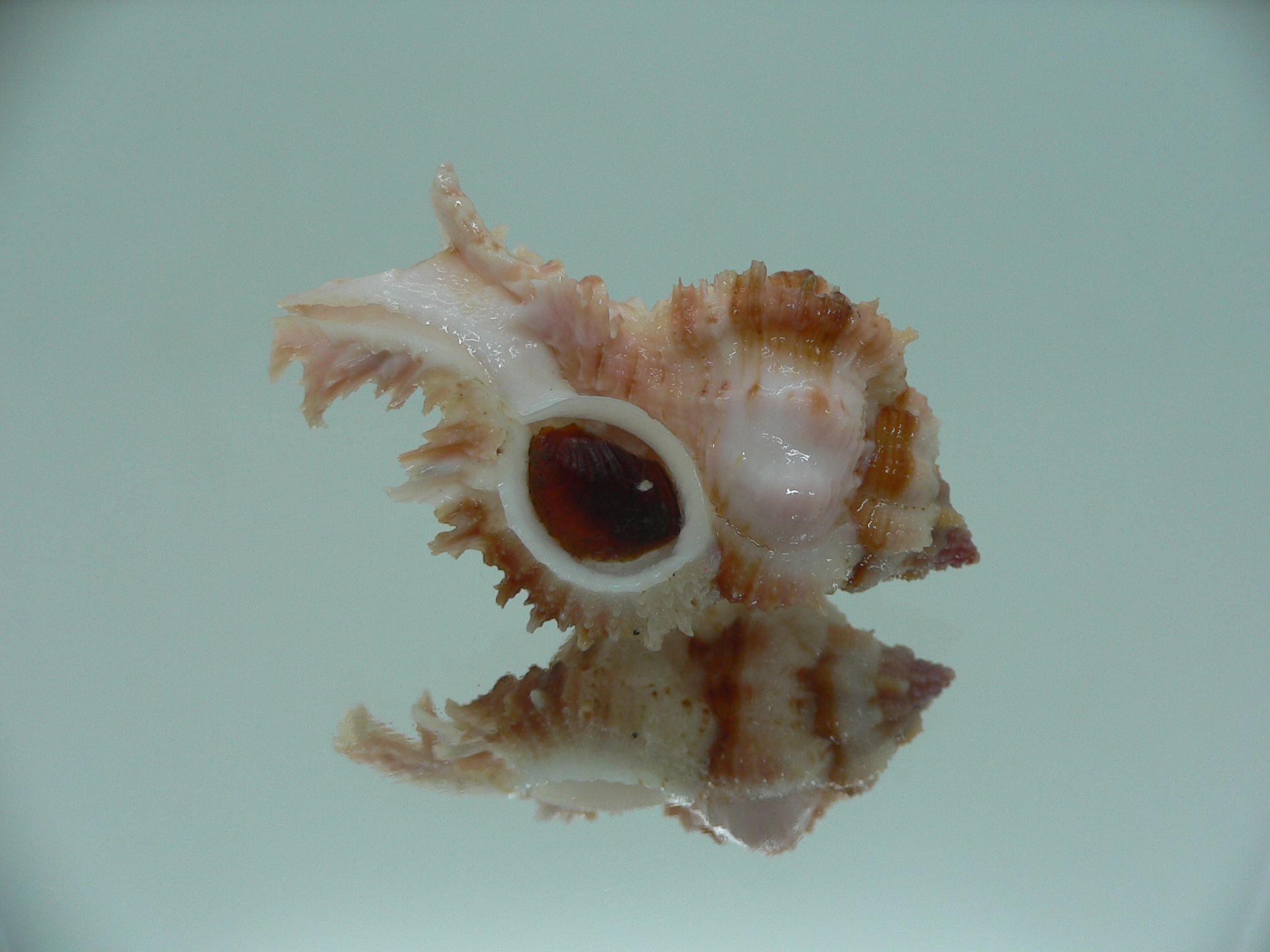 Chicomurex gloriosus BROWN STRIPED