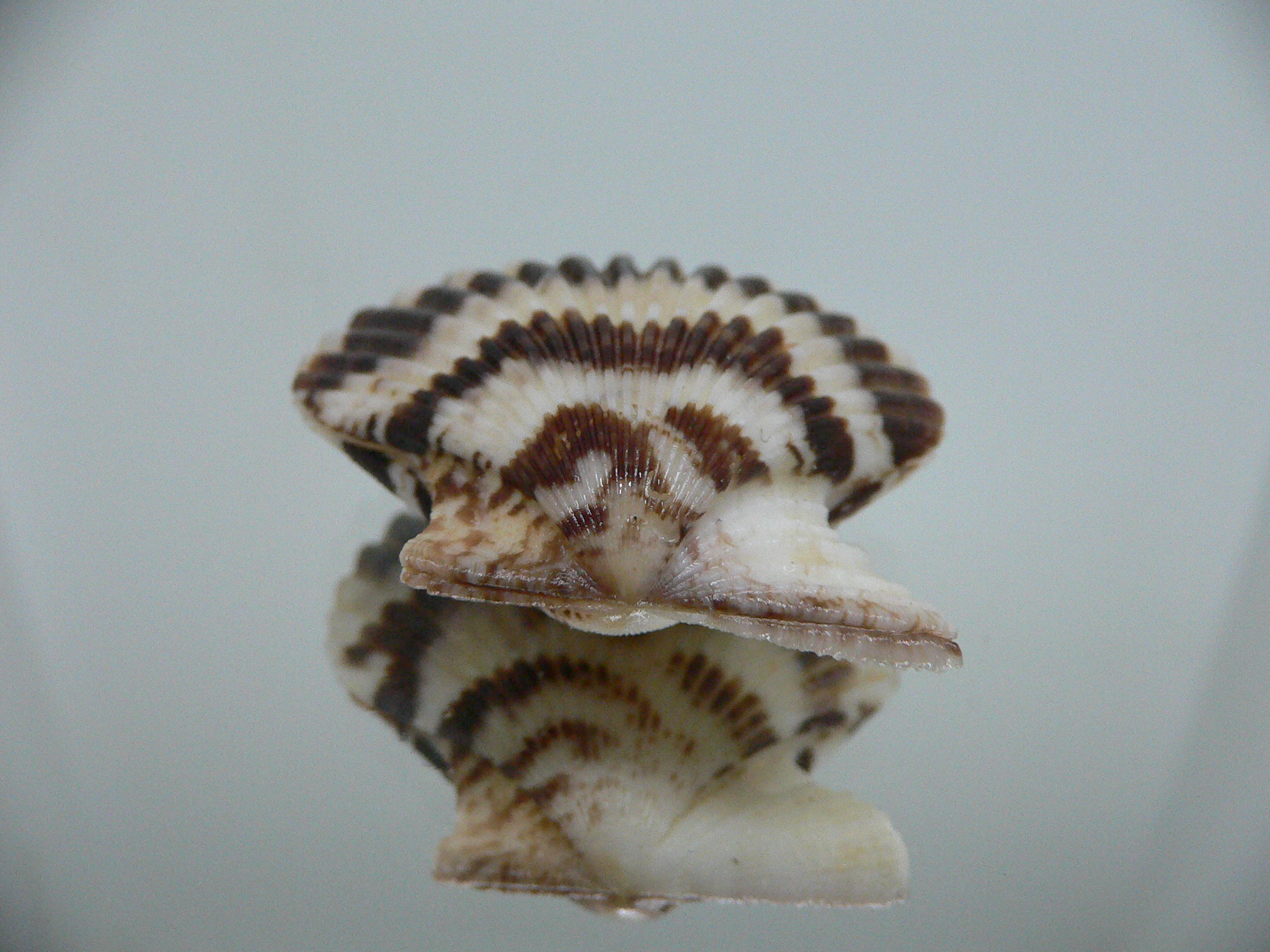 Volachlamus tranquebaria