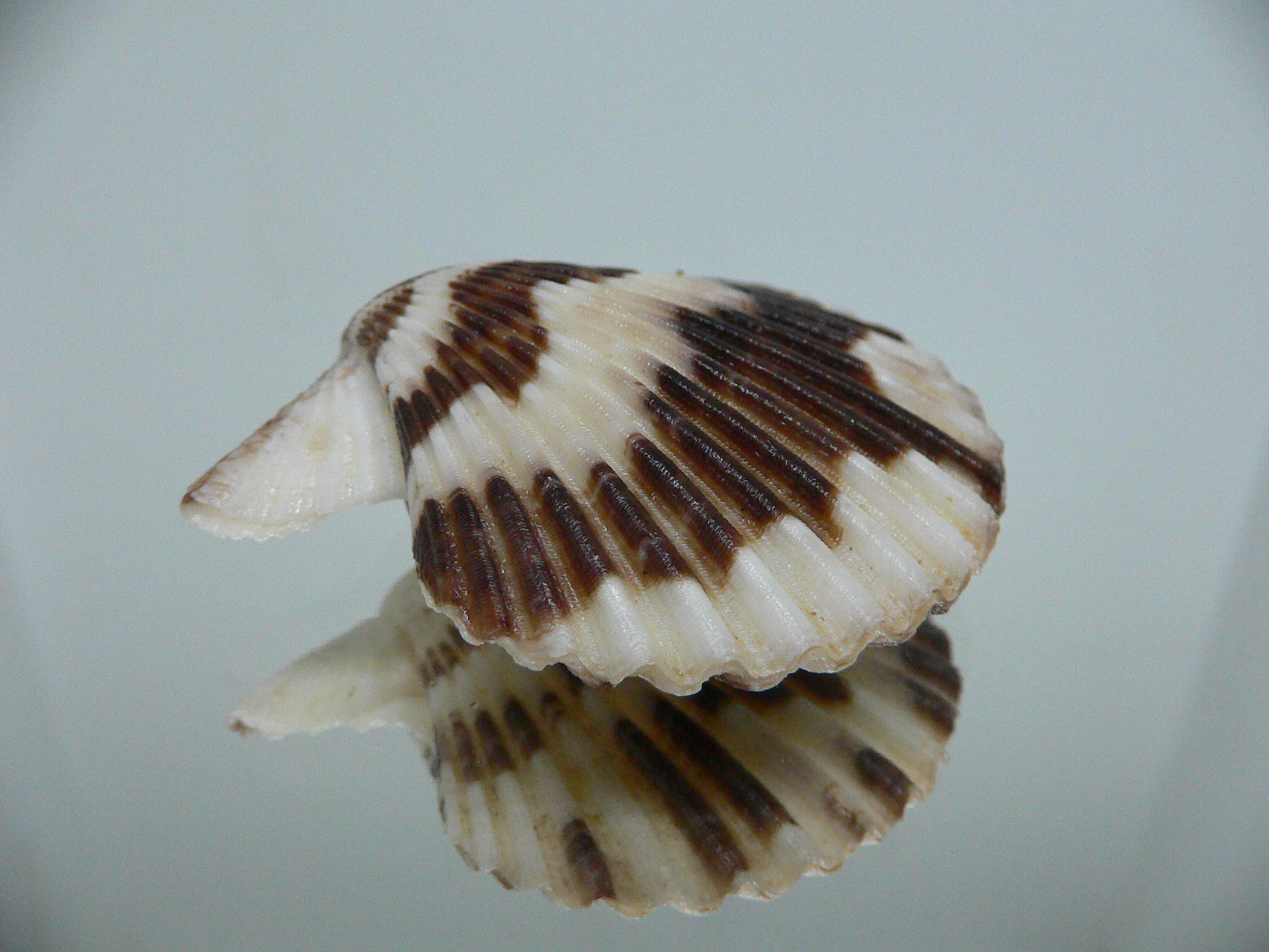 Volachlamus tranquebaria