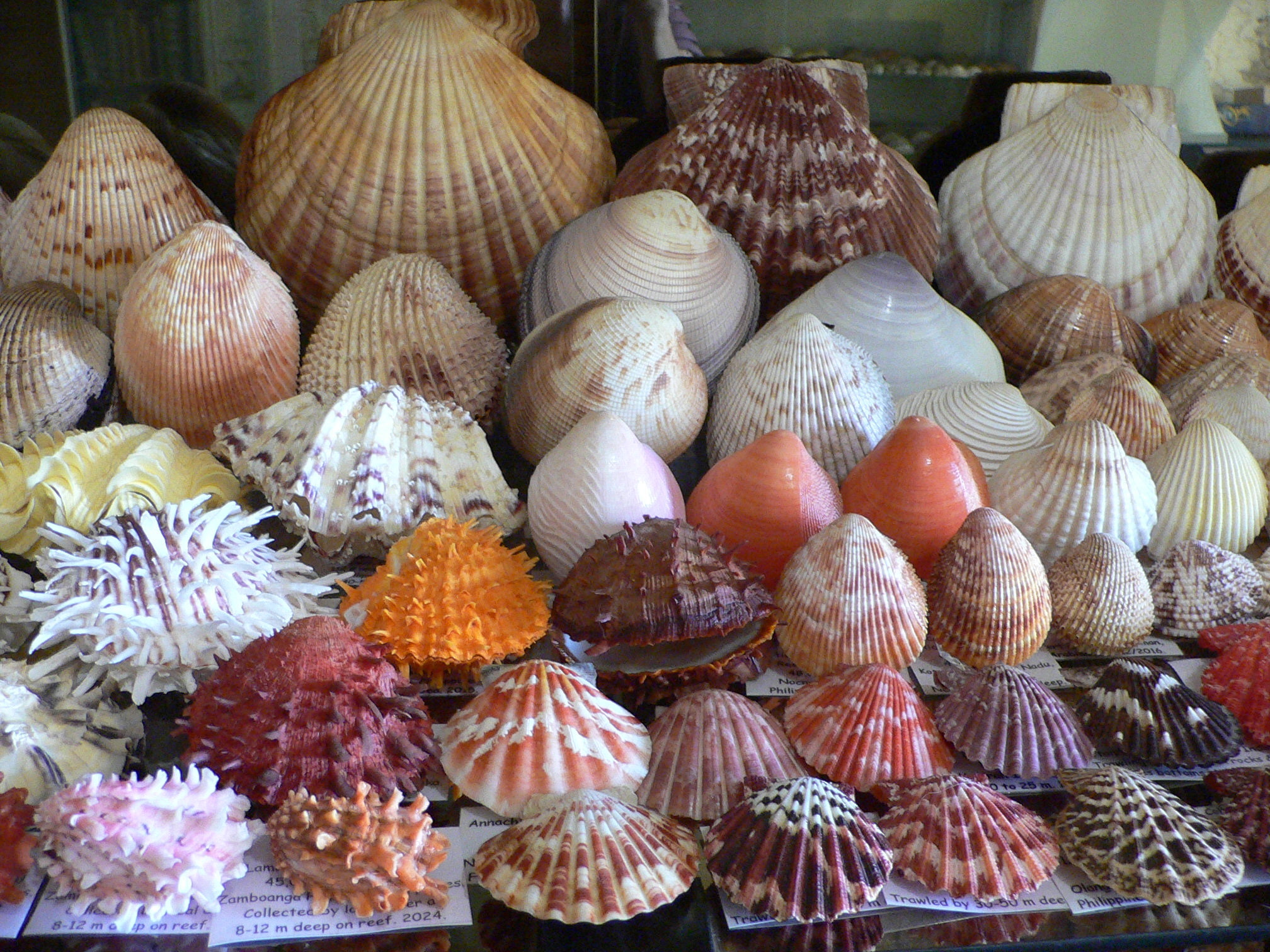 Volachlamus tranquebaria