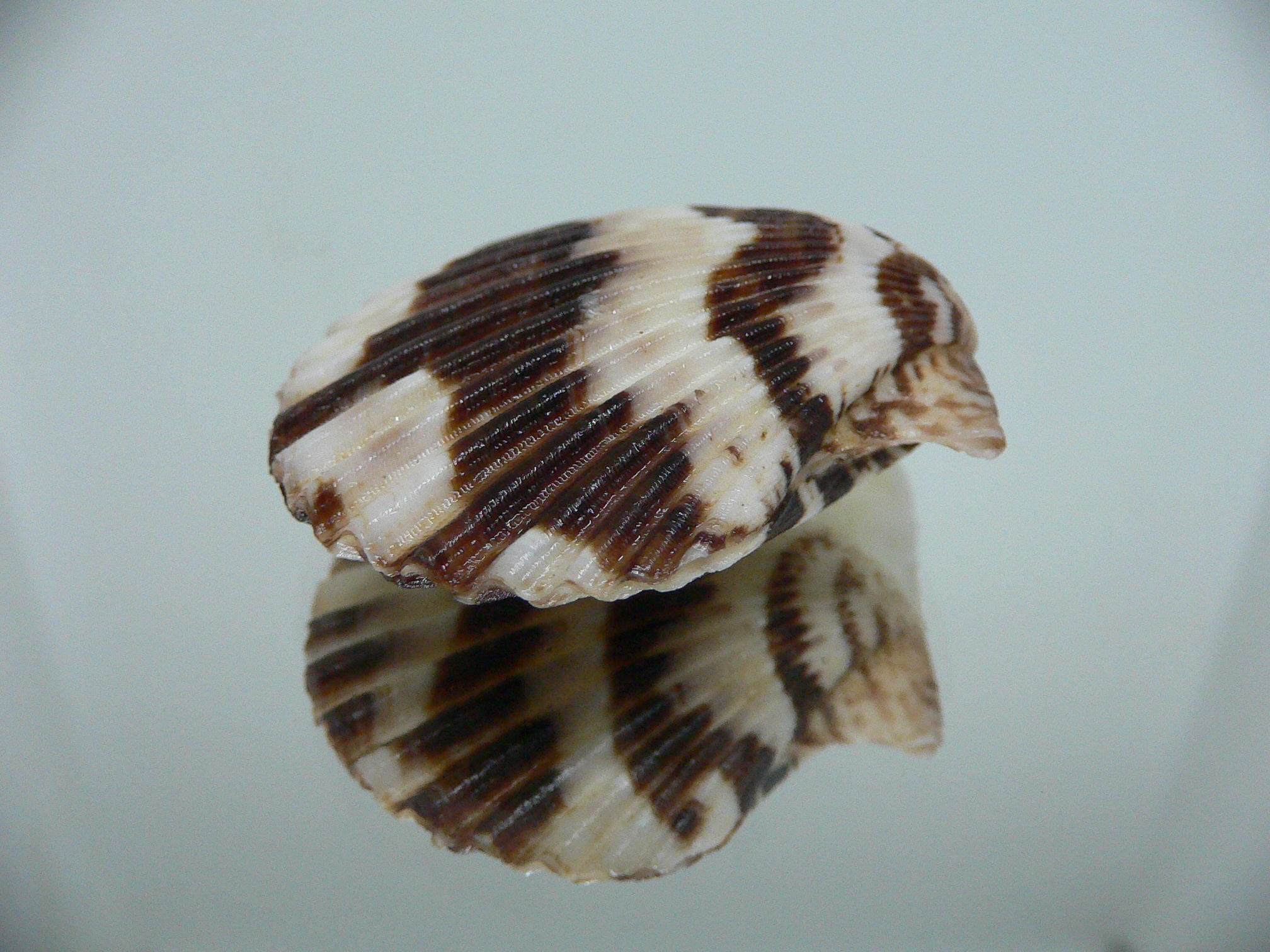 Volachlamus tranquebaria