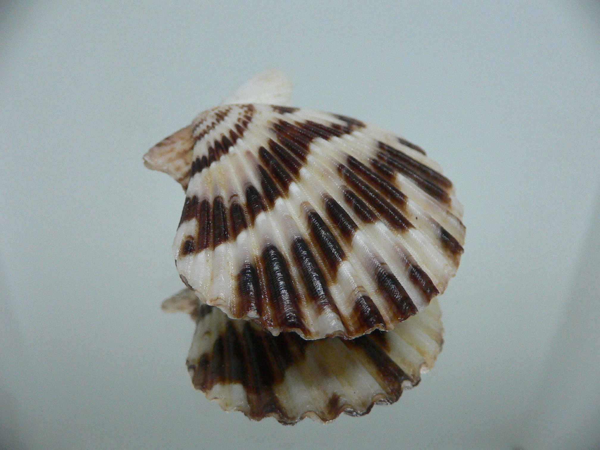 Volachlamus tranquebaria