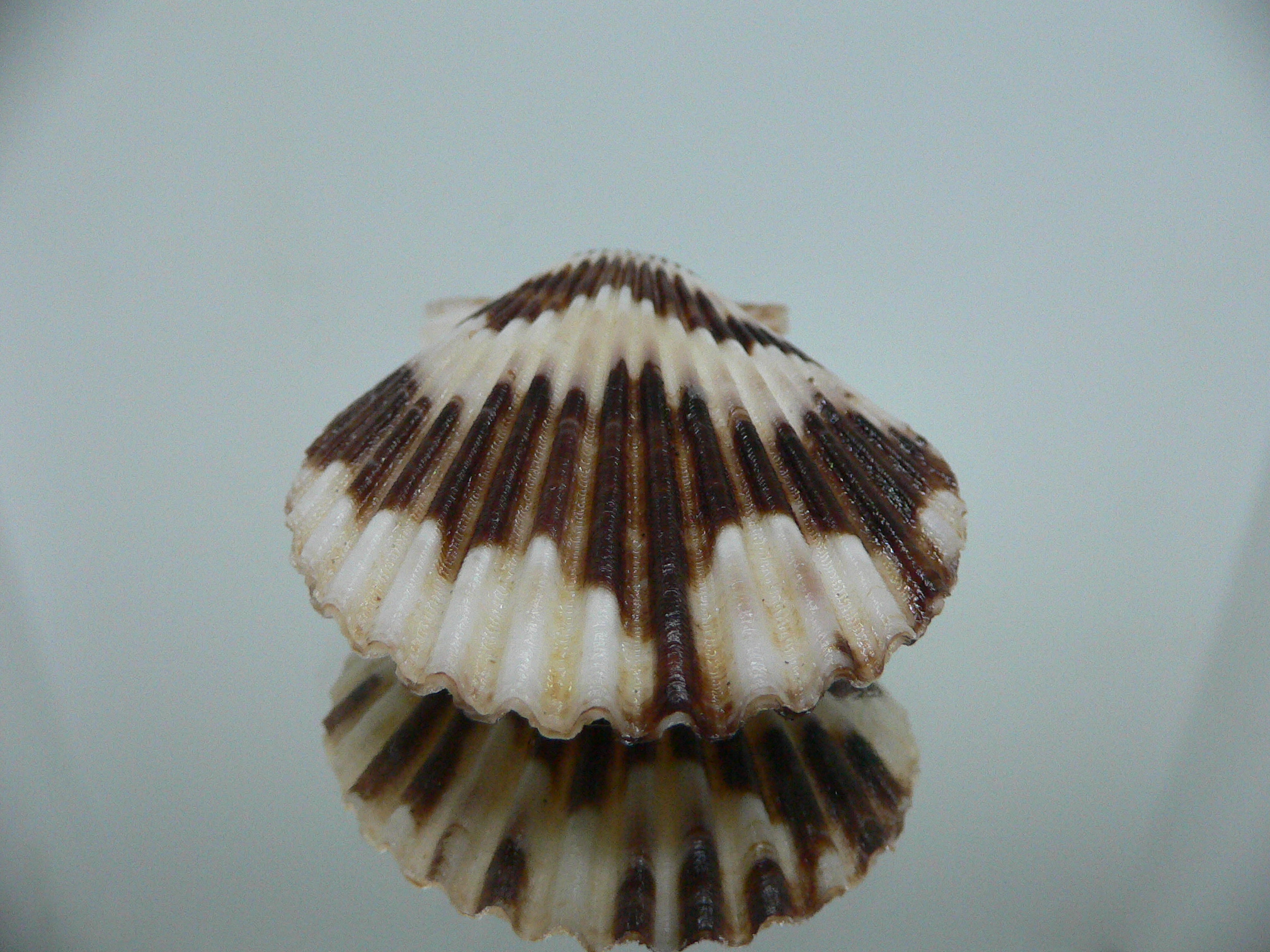 Volachlamus tranquebaria