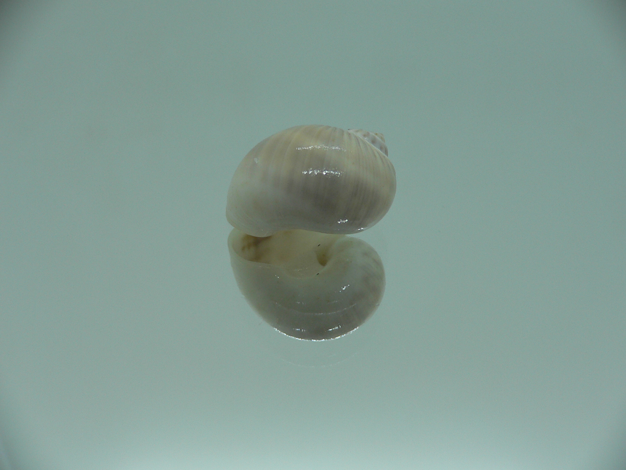 Notocochlis gualteriana WHITE