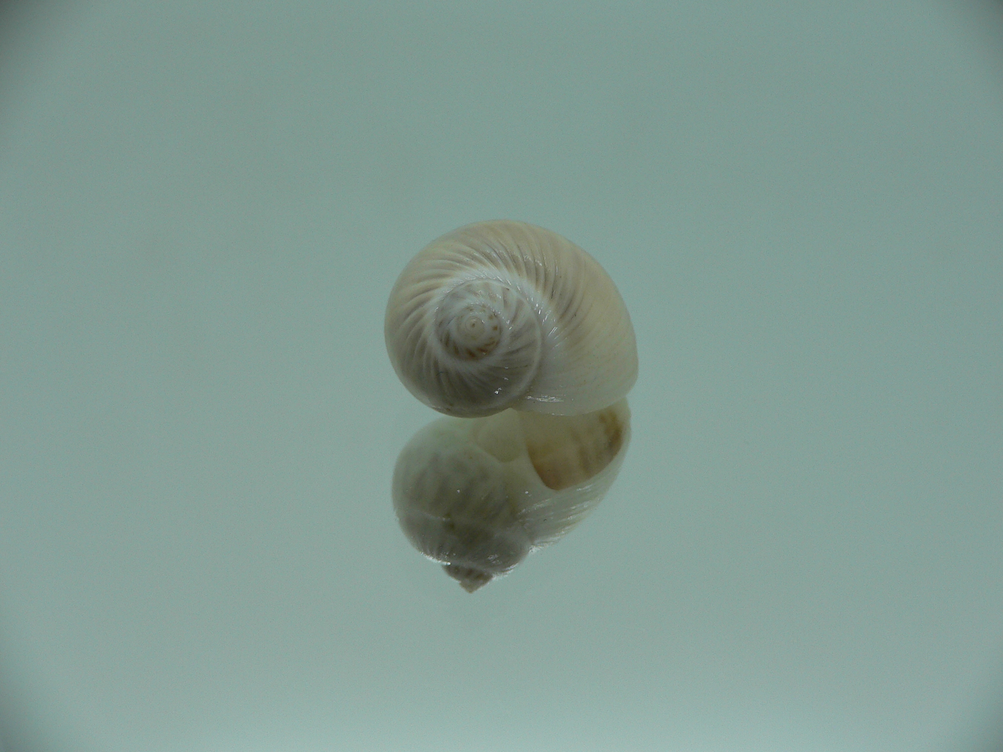Notocochlis gualteriana WHITE