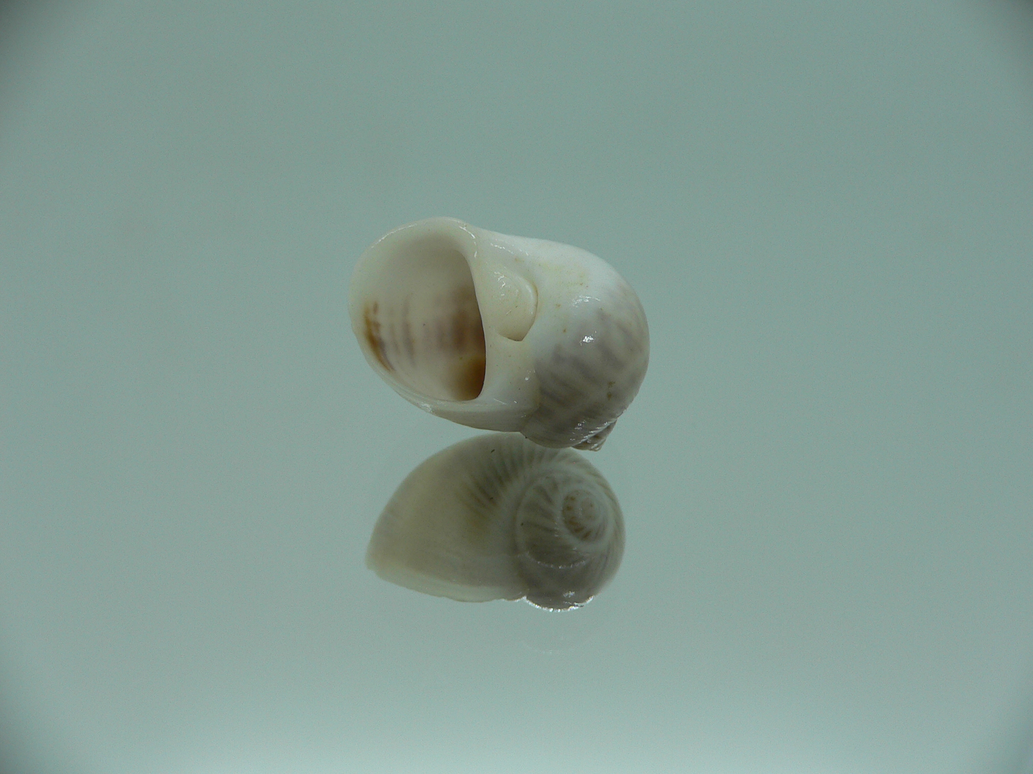 Notocochlis gualteriana WHITE