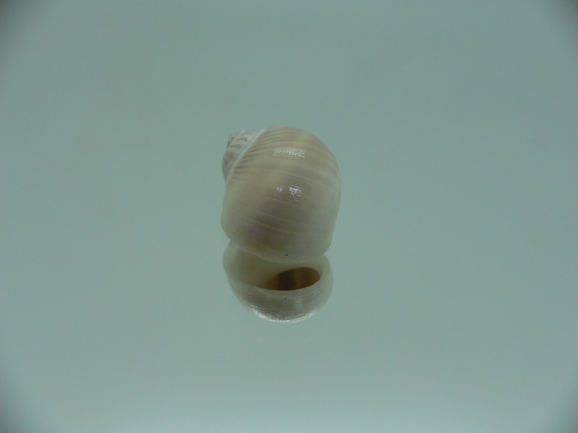 Notocochlis gualteriana WHITE