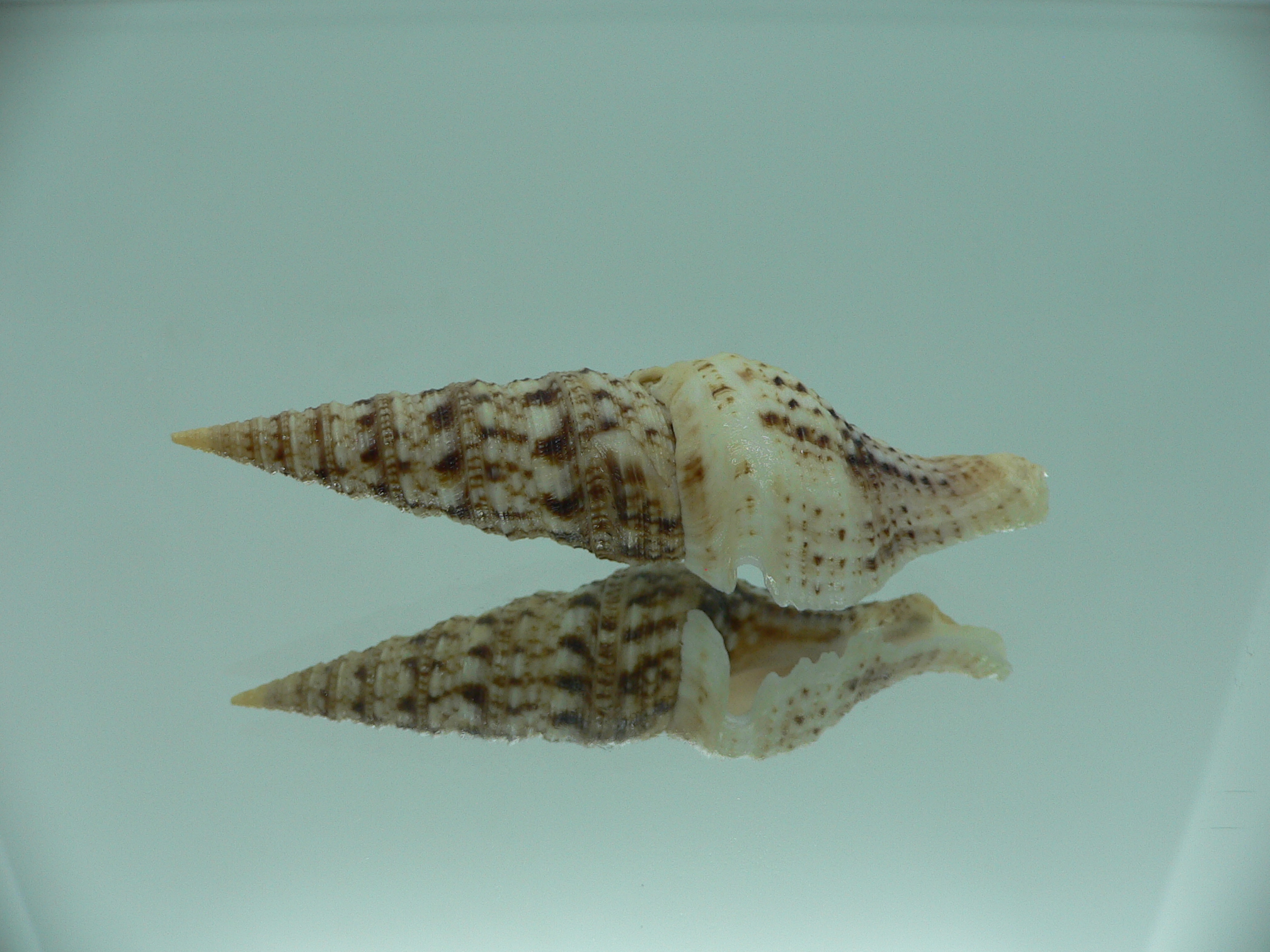 Turris bipartita BIG