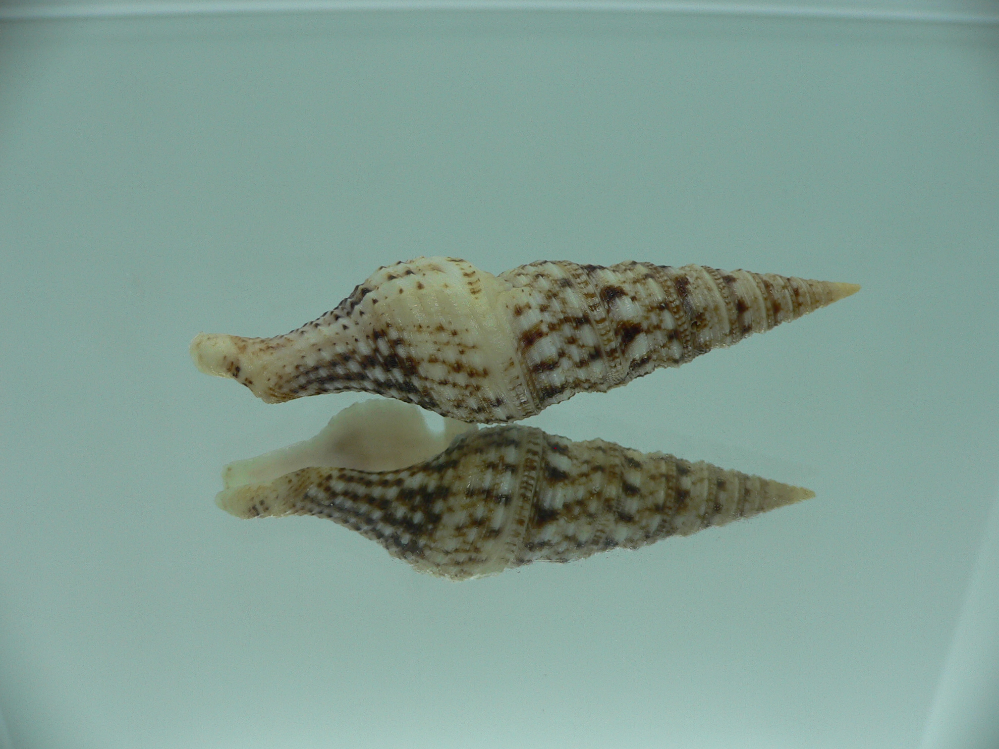 Turris bipartita BIG