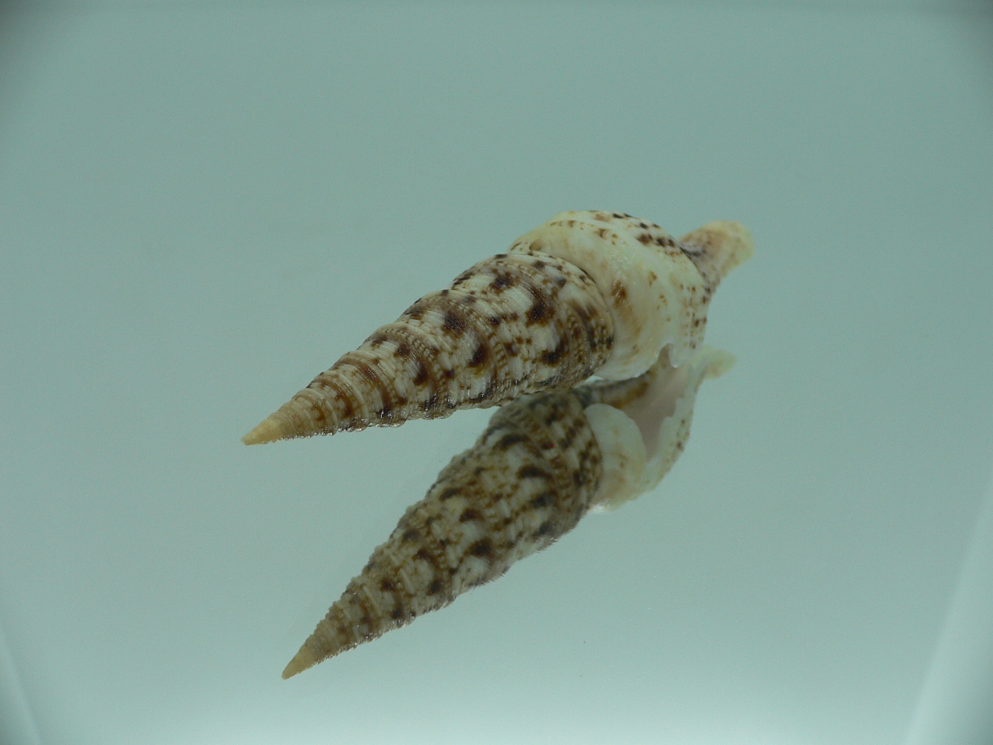 Turris bipartita BIG