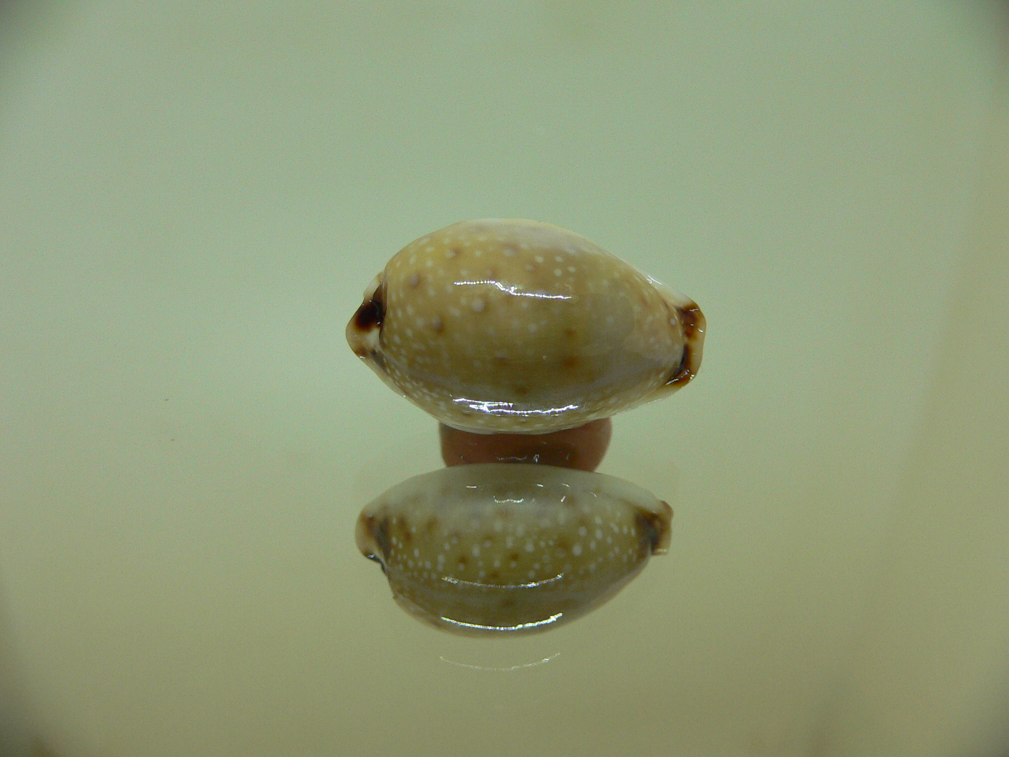 Cypraea gangranosa IDEAL