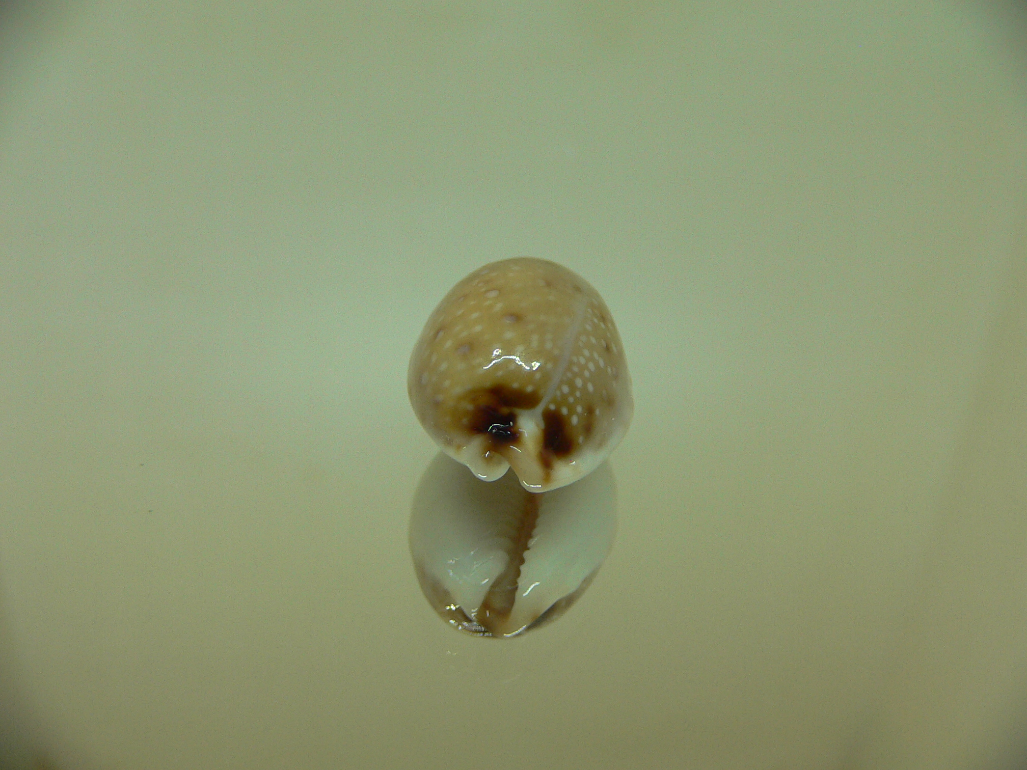 Cypraea gangranosa IDEAL