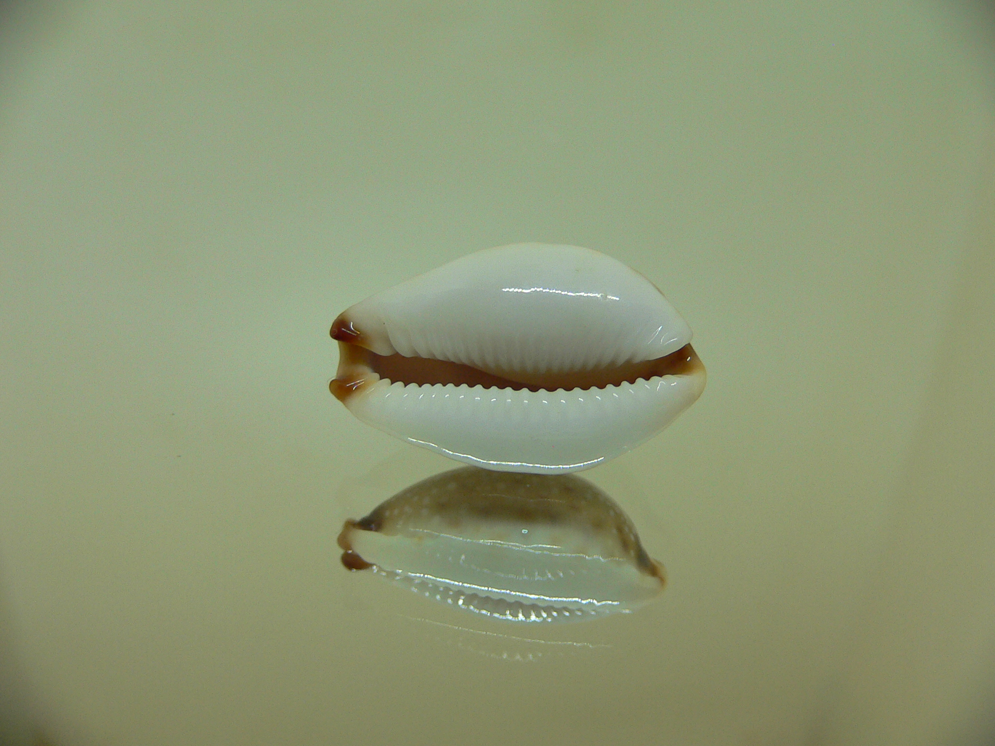 Cypraea gangranosa IDEAL