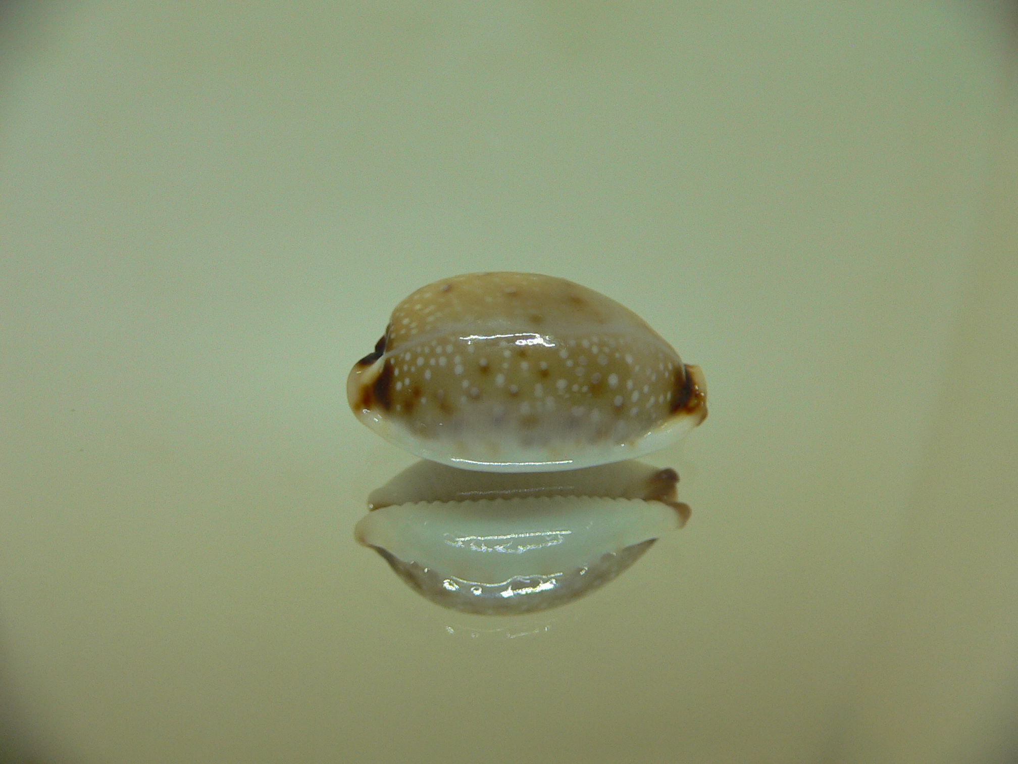 Cypraea gangranosa IDEAL