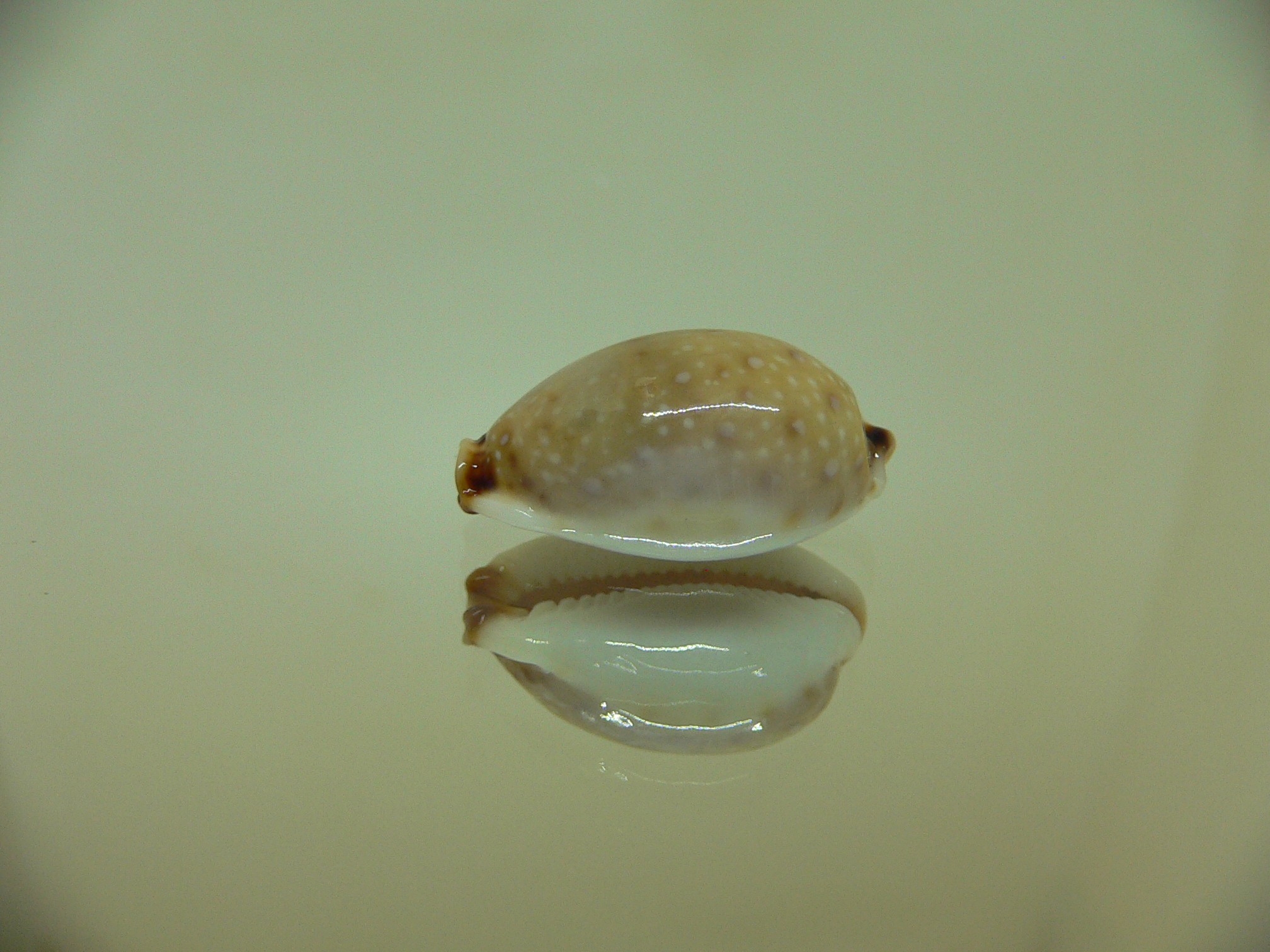 Cypraea gangranosa IDEAL