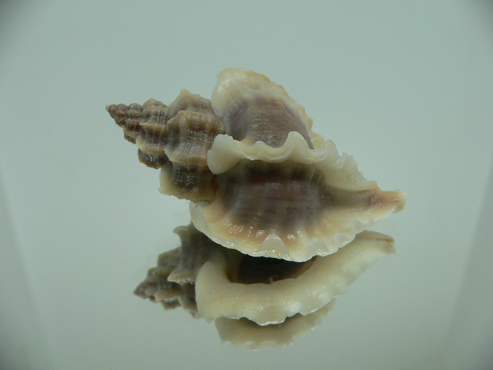 Ocenebra inornata WHITE WINGS NORTHERN FORM