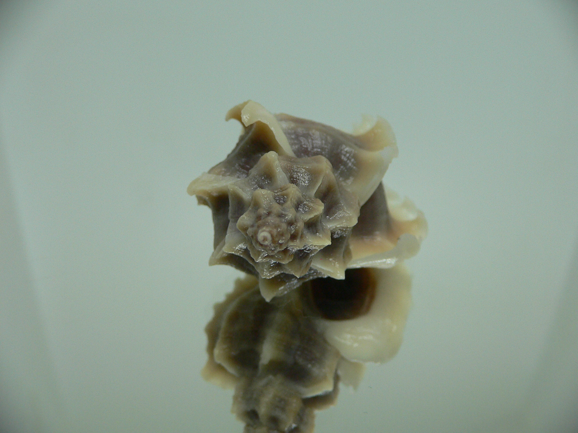 Ocenebra inornata WHITE WINGS NORTHERN FORM