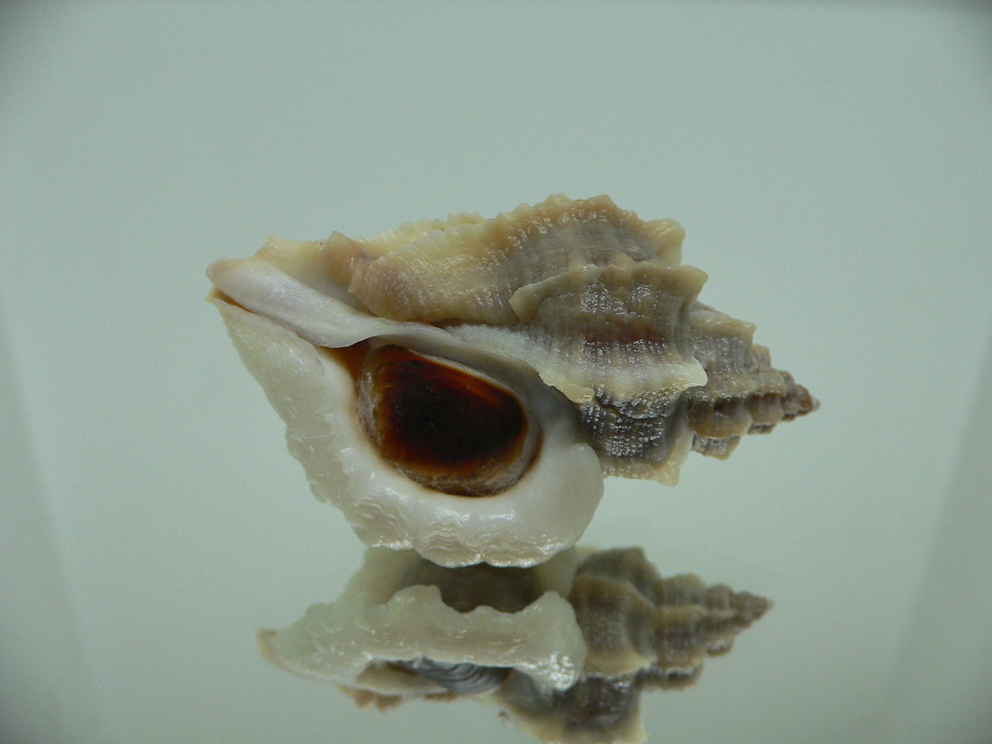 Ocenebra inornata WHITE WINGS NORTHERN FORM