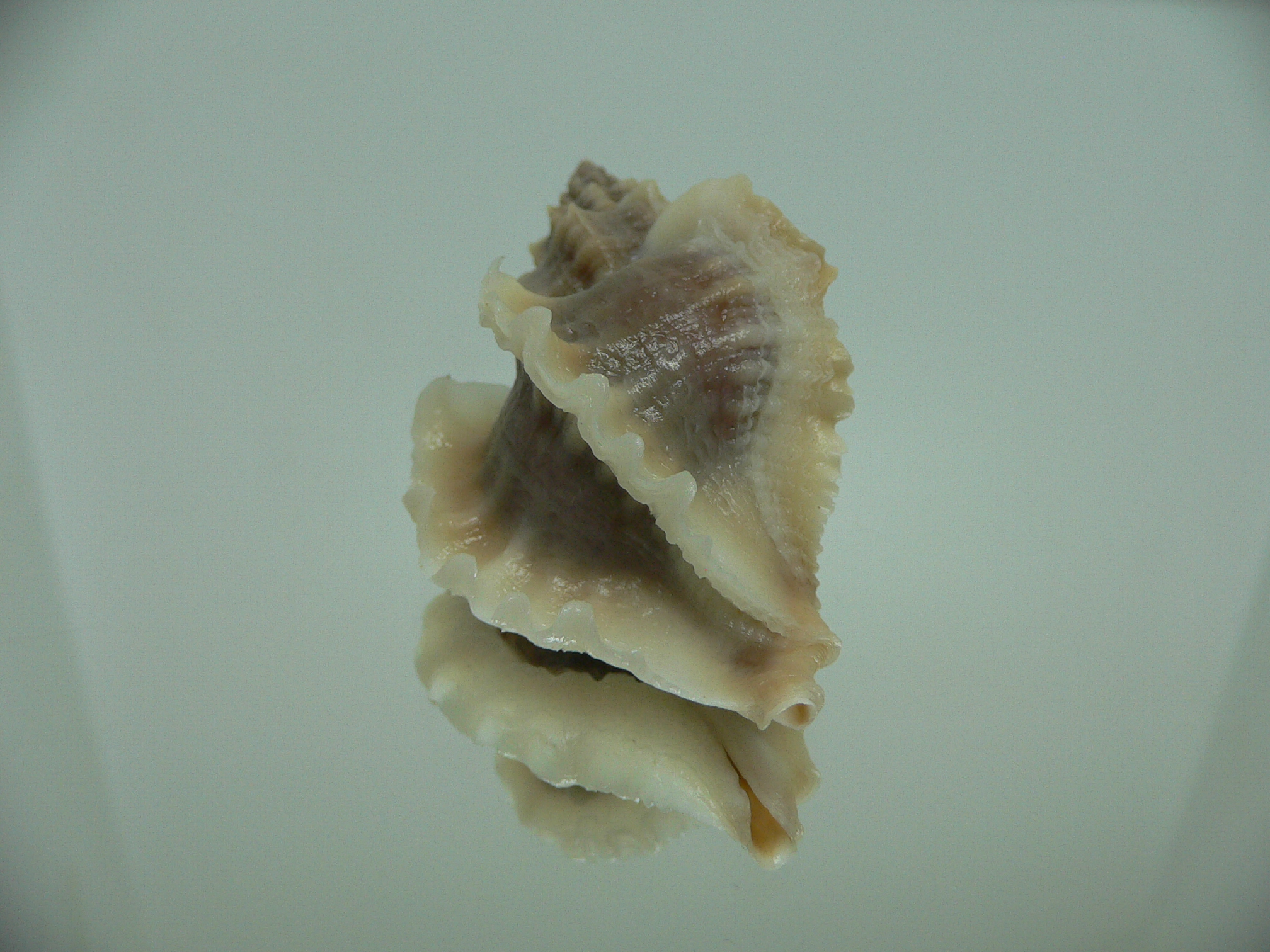 Ocenebra inornata WHITE WINGS NORTHERN FORM