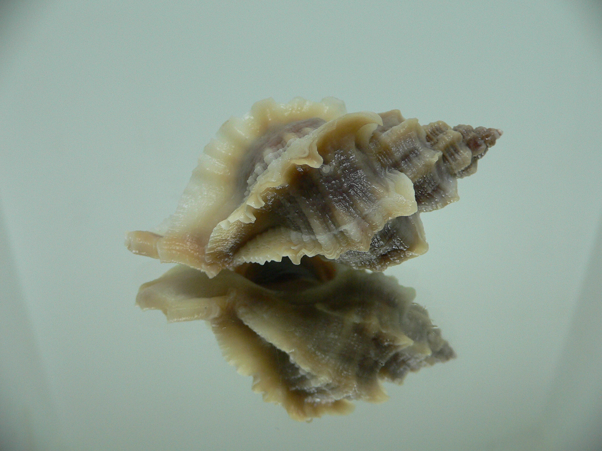 Ocenebra inornata WHITE WINGS NORTHERN FORM