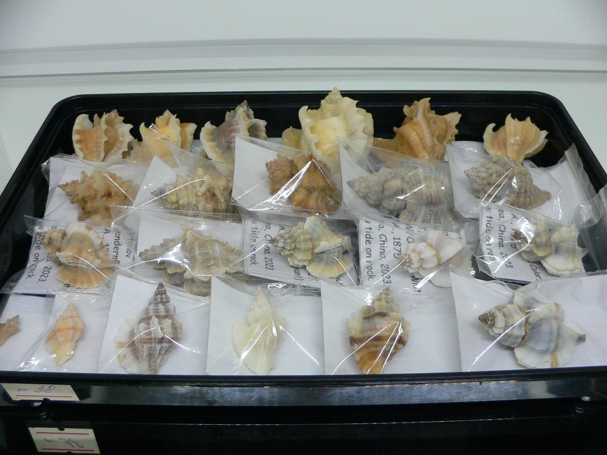 Ocenebra inornata WHITE WINGS NORTHERN FORM