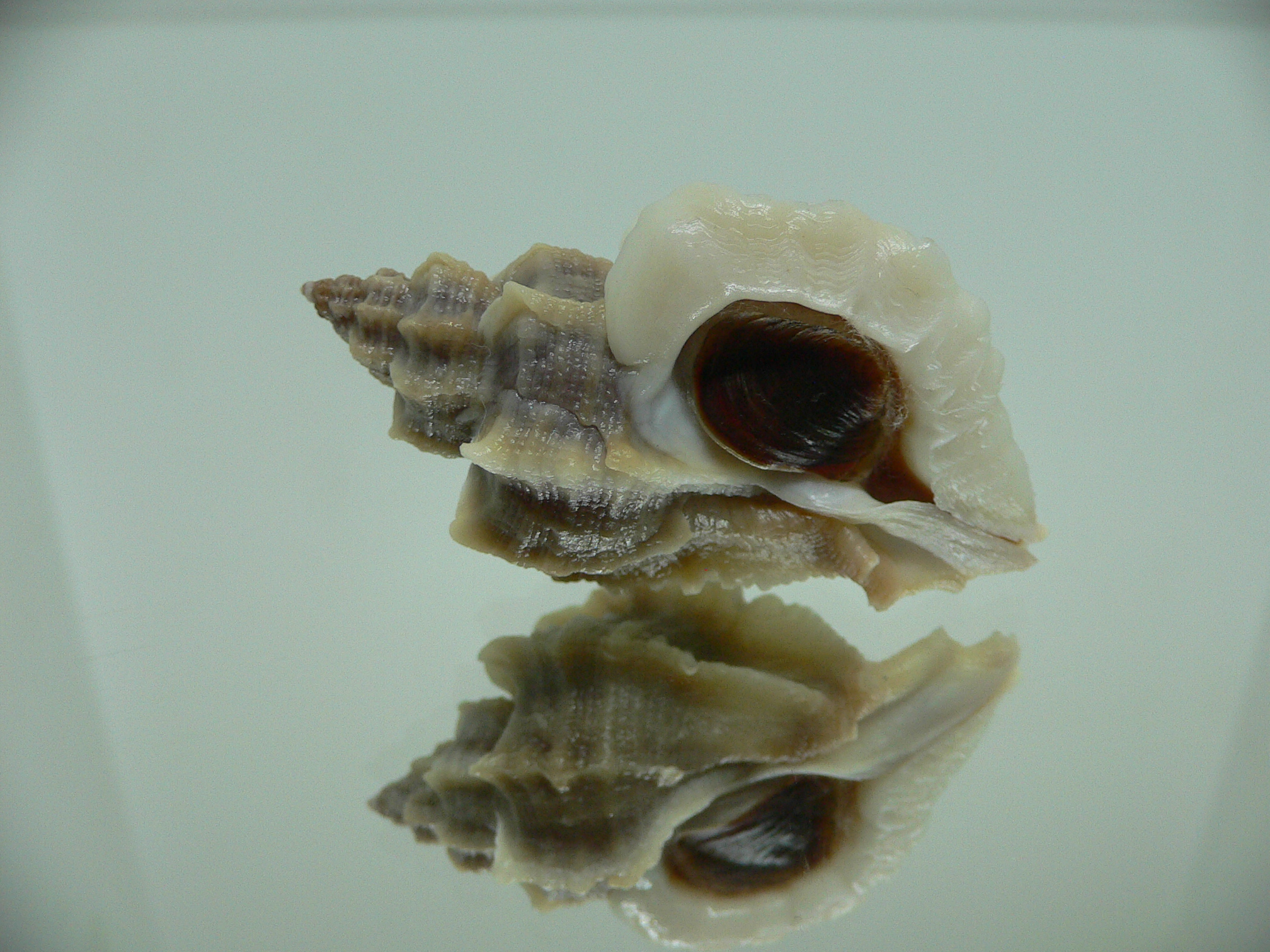 Ocenebra inornata WHITE WINGS NORTHERN FORM