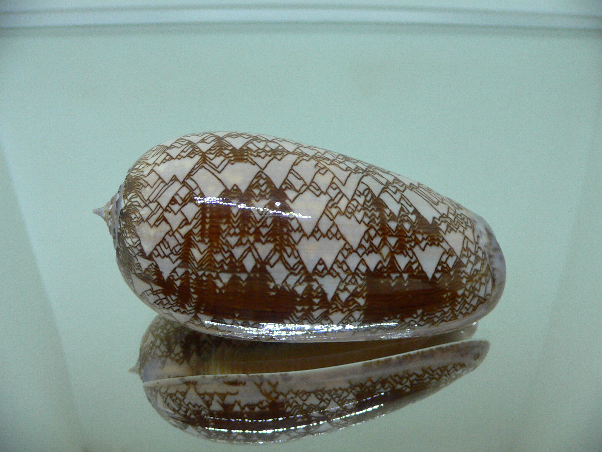 Oliva (Porphyria) porphyria 1975